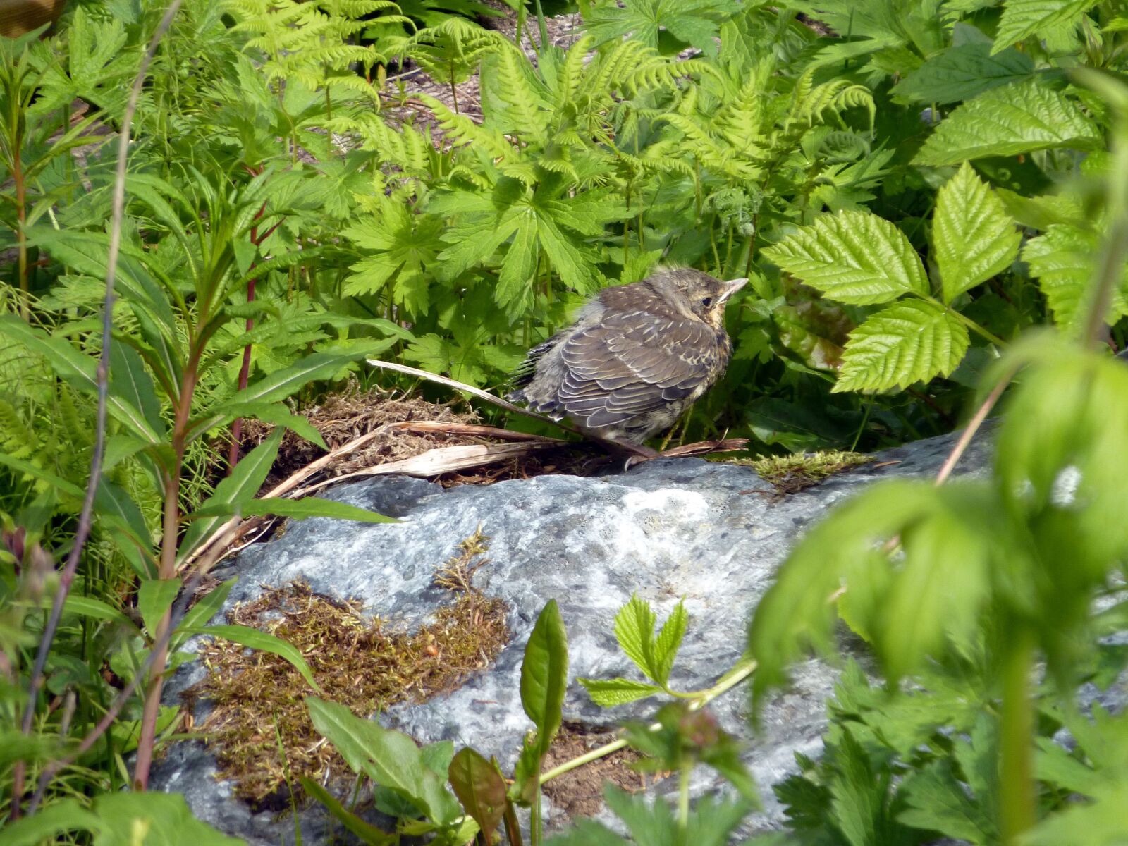 Panasonic DMC-TZ7 sample photo. Baby bird, wildlife, spring photography
