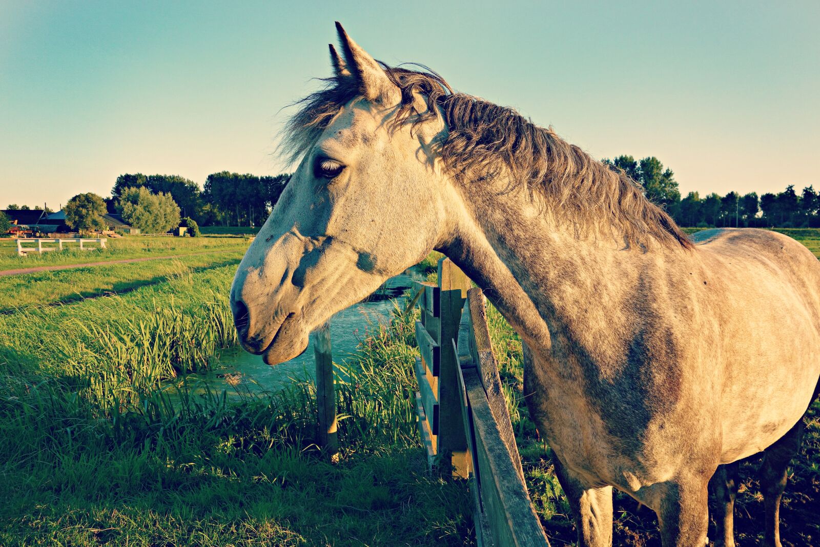 Sony Cyber-shot DSC-RX100 sample photo. Animal, meadow, head photography