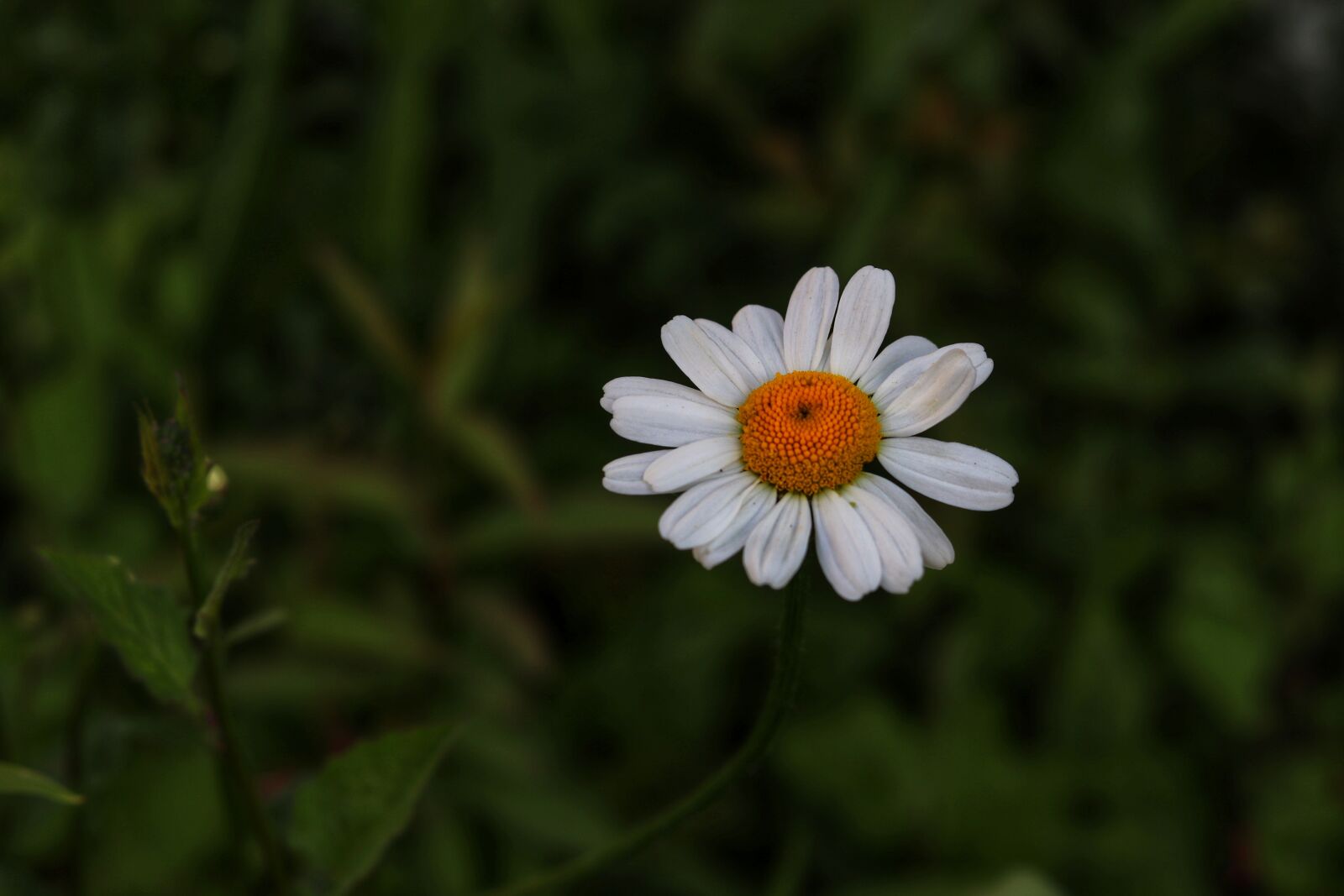Canon EOS 200D (EOS Rebel SL2 / EOS Kiss X9) + Canon EF 50mm F1.8 STM sample photo. Flower, petal, natural photography
