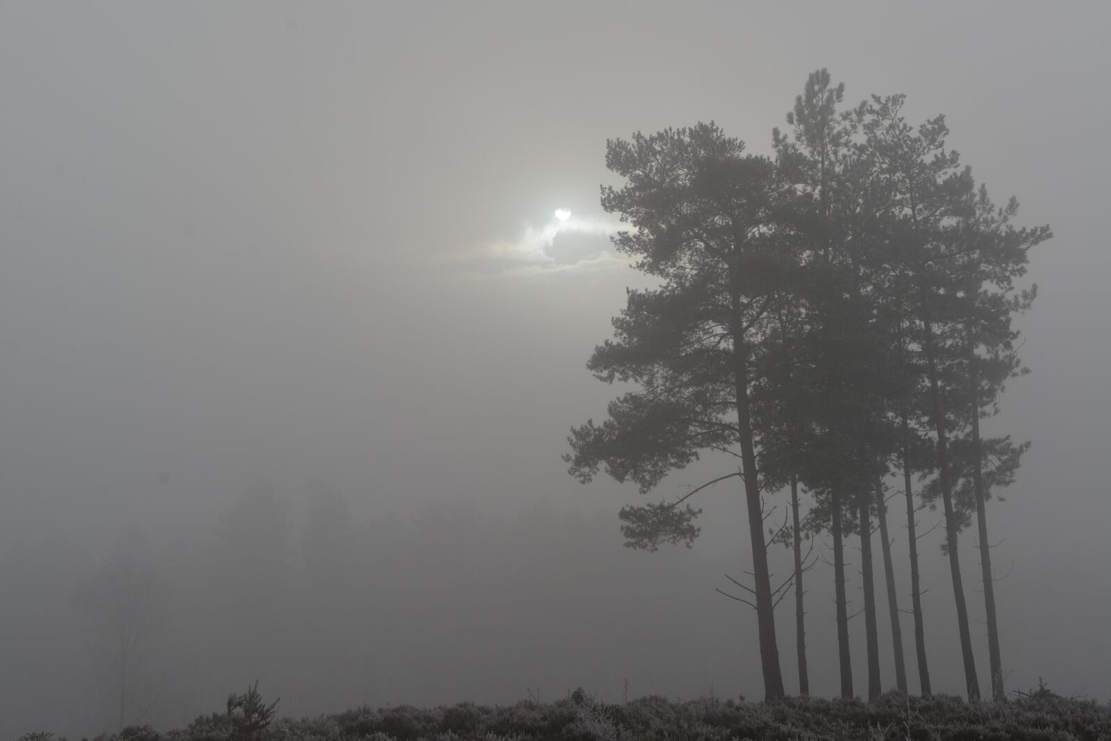 Nikon D610 sample photo. Trees, mist, fog photography