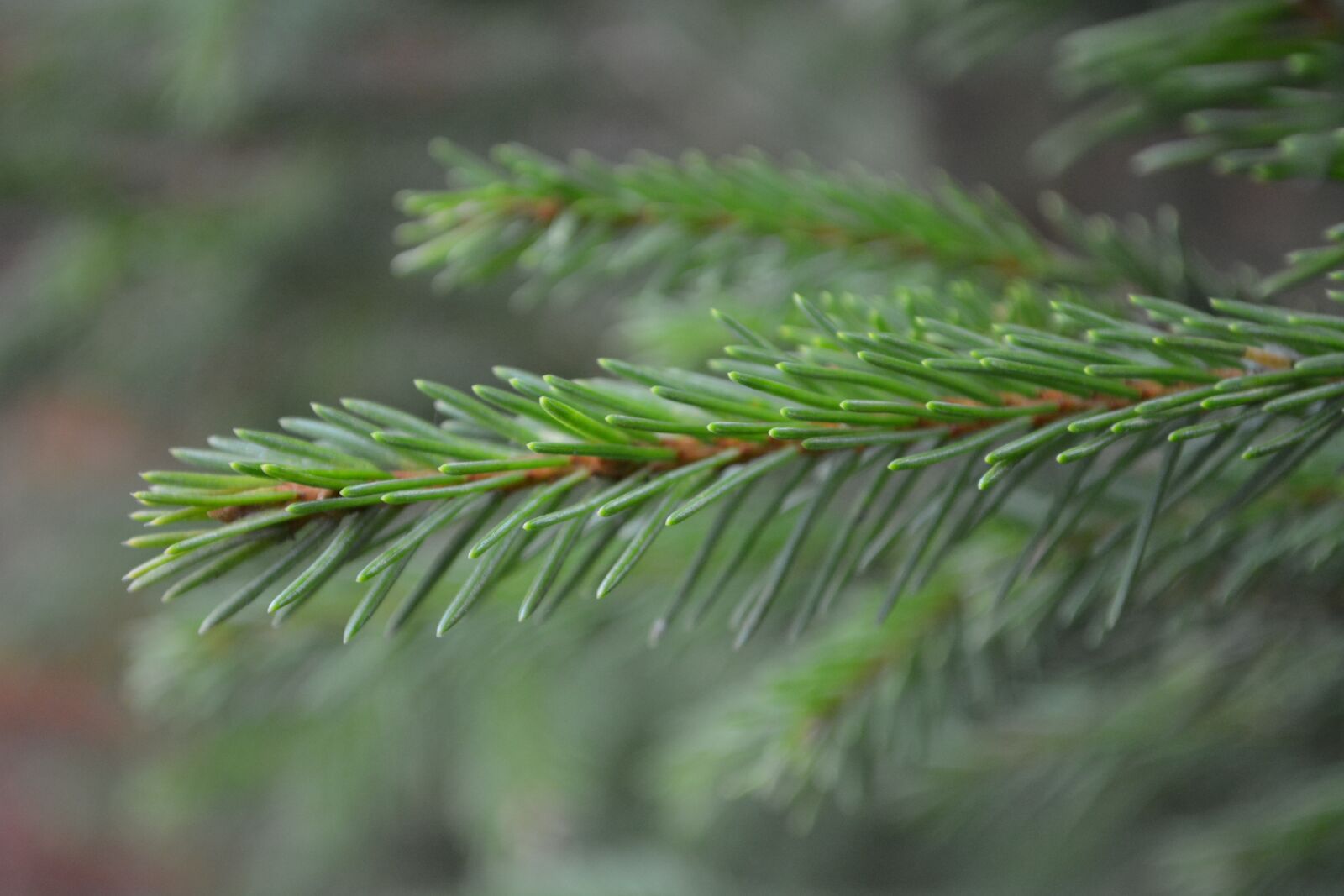 Nikon D5200 sample photo. Fir tree, autumn, branches photography