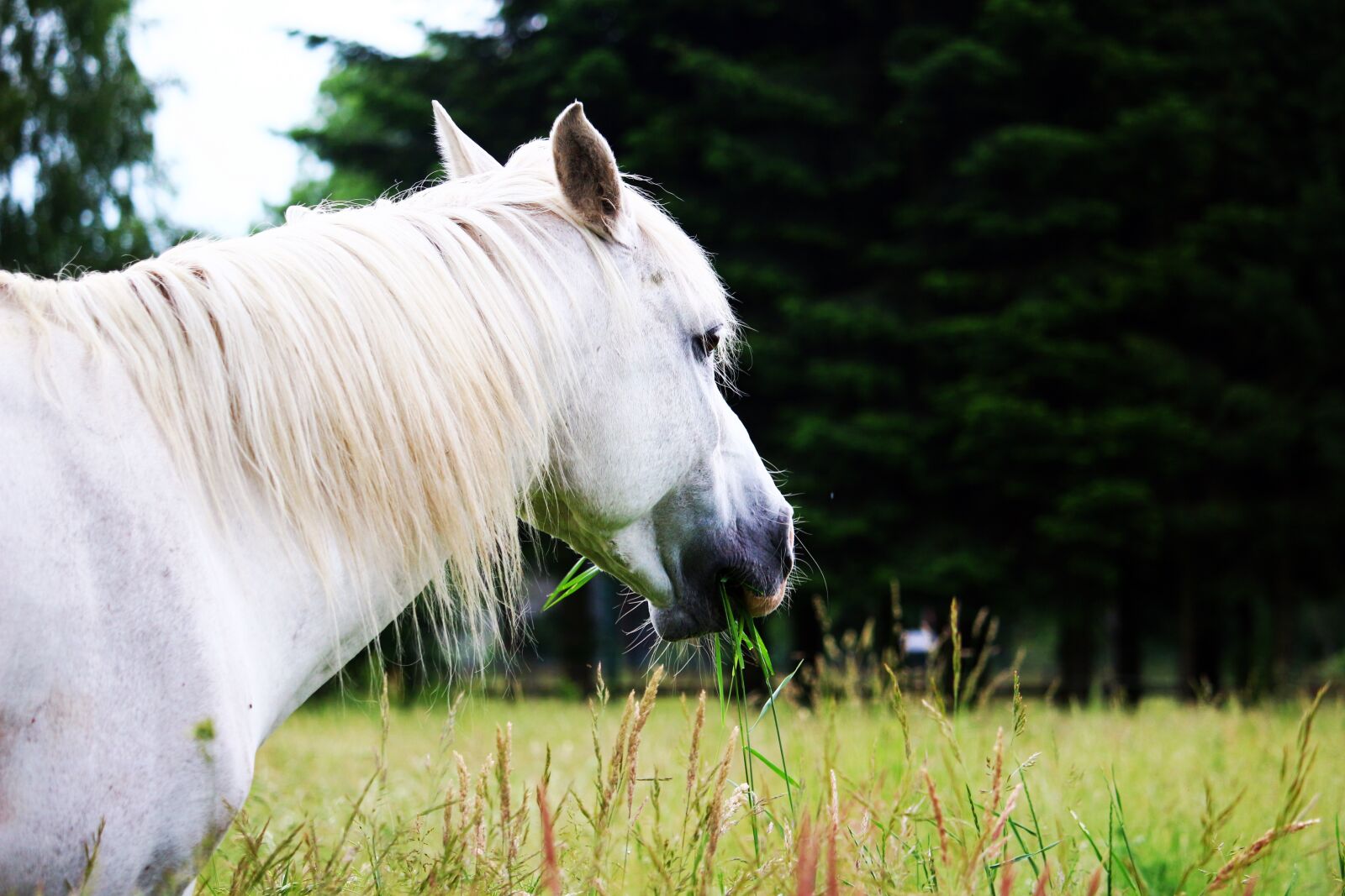 Canon EOS 100D (EOS Rebel SL1 / EOS Kiss X7) sample photo. Horse, mold, pasture photography