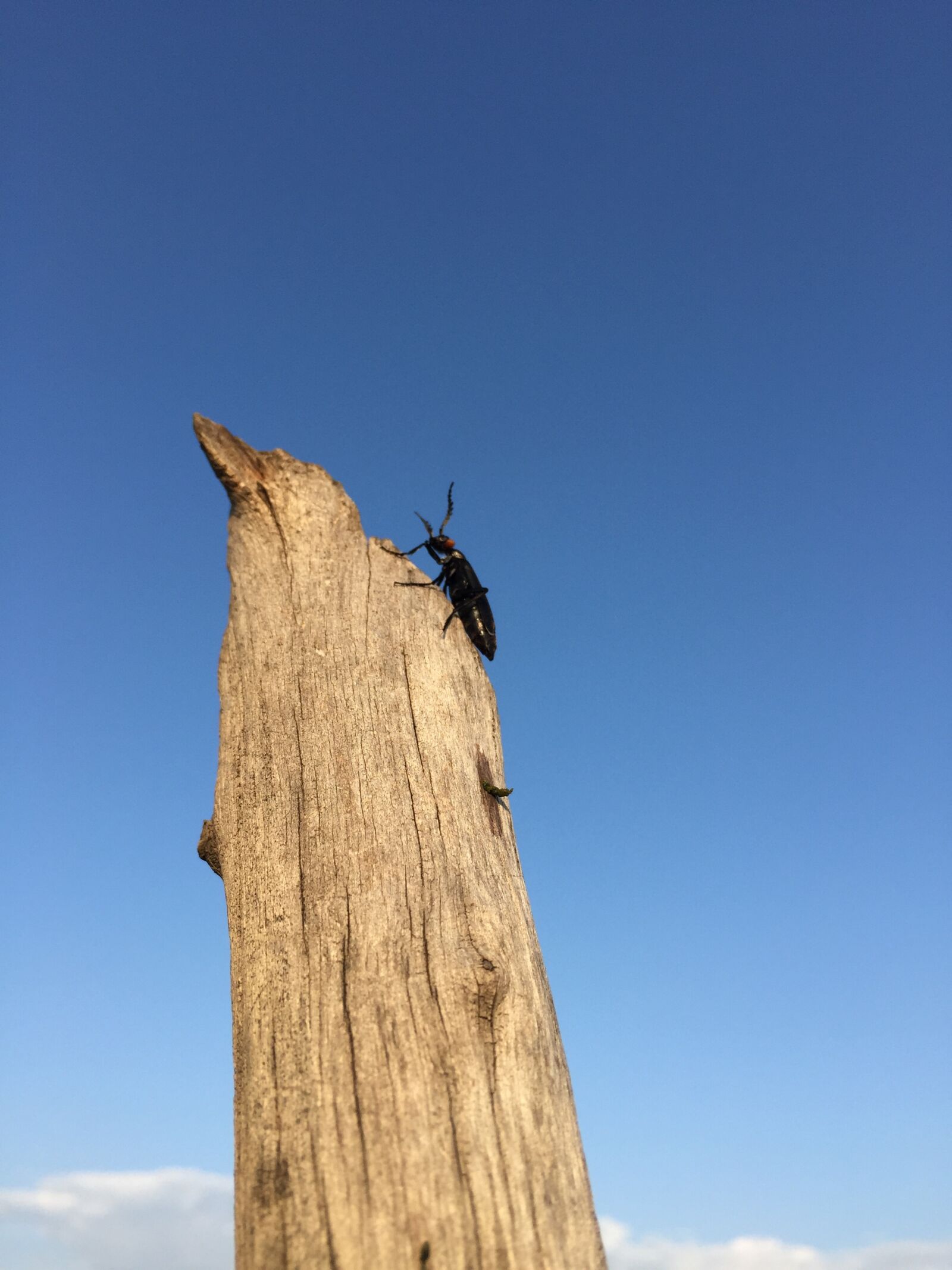 Apple iPhone 6 sample photo. Insect, prairie, blue sky photography