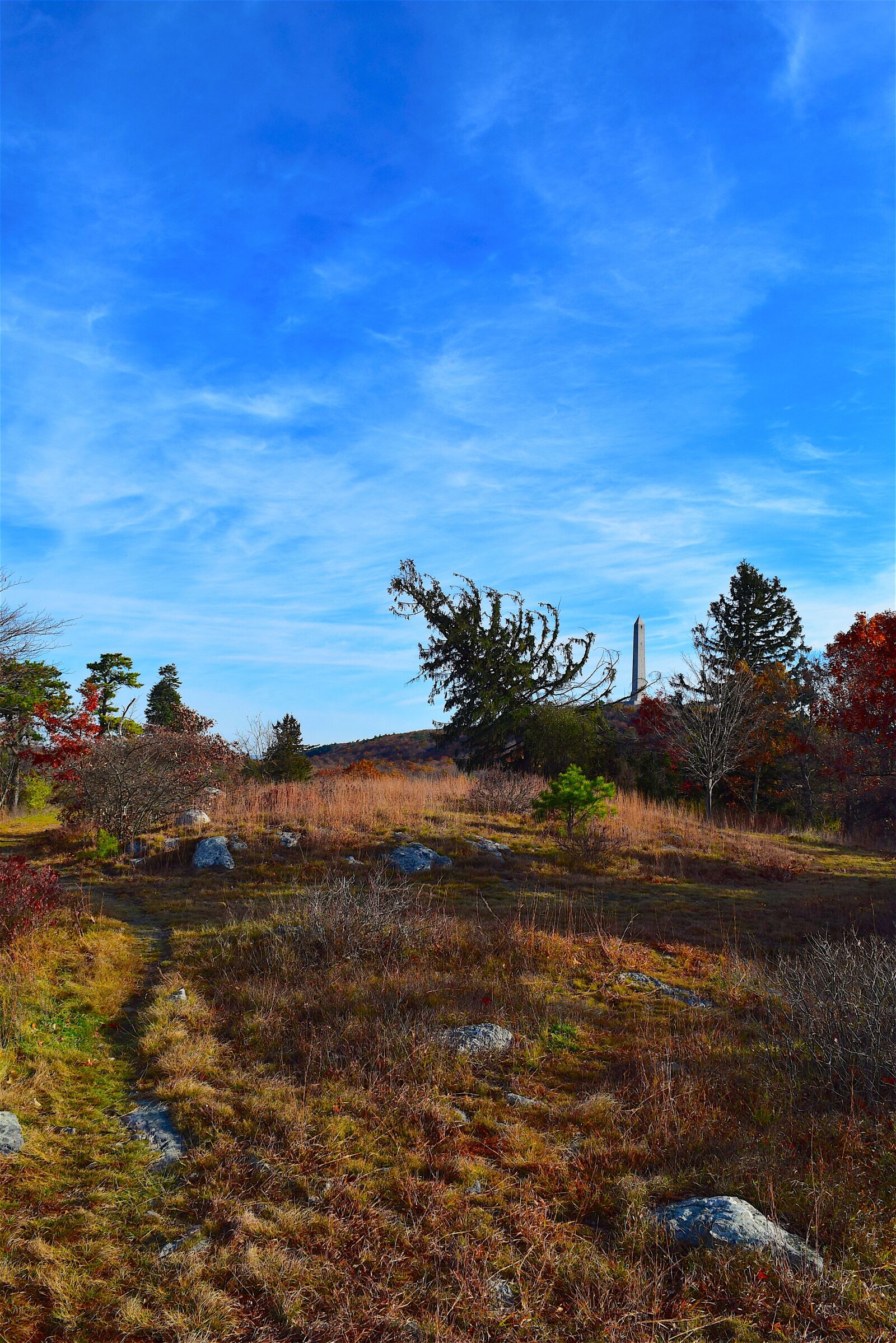Nikon D3300 sample photo. Park, trees, nature photography