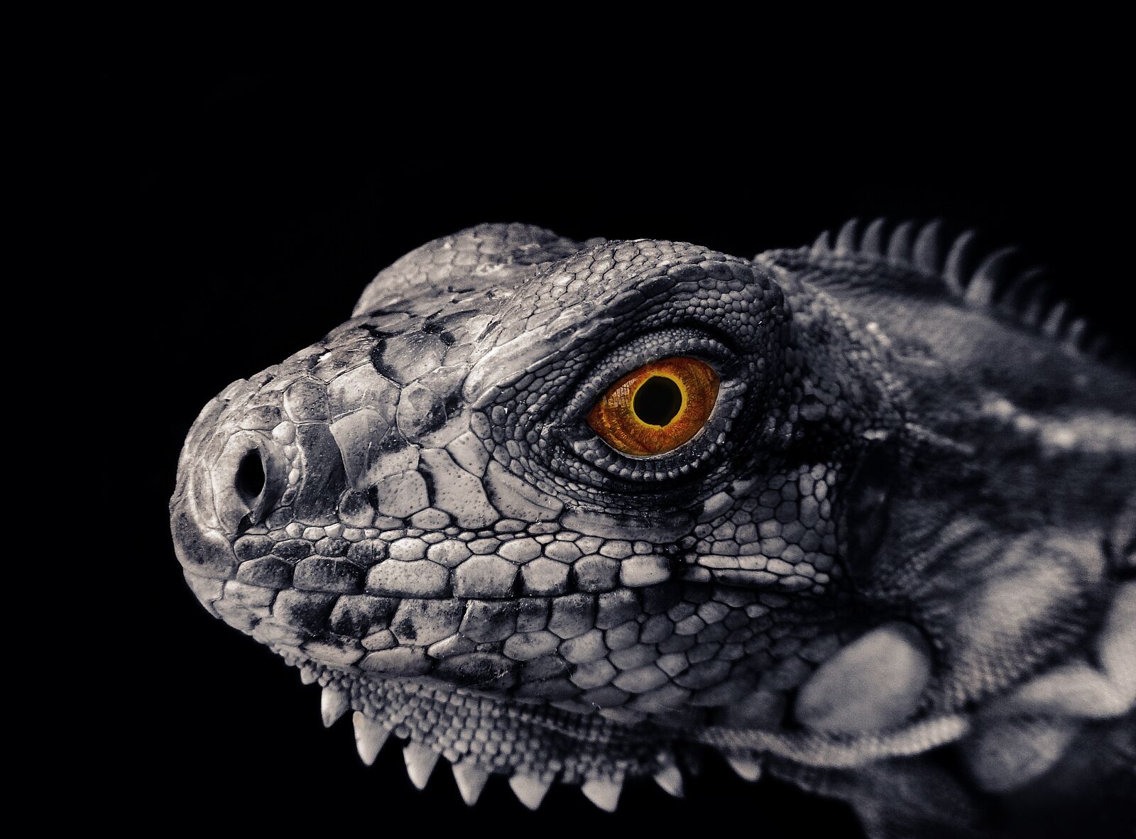 Nikon Coolpix AW110 sample photo. Iguana, reptile, scales photography