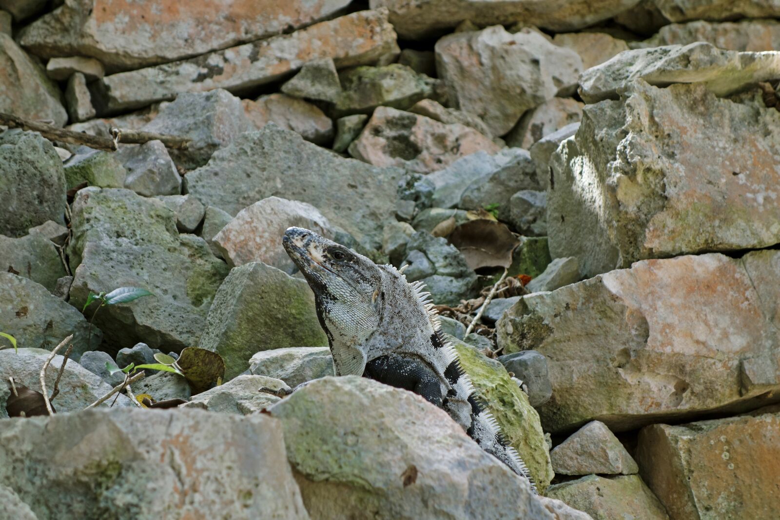 Sony Cyber-shot DSC-RX100 sample photo. Lizard, reptile, iguana photography