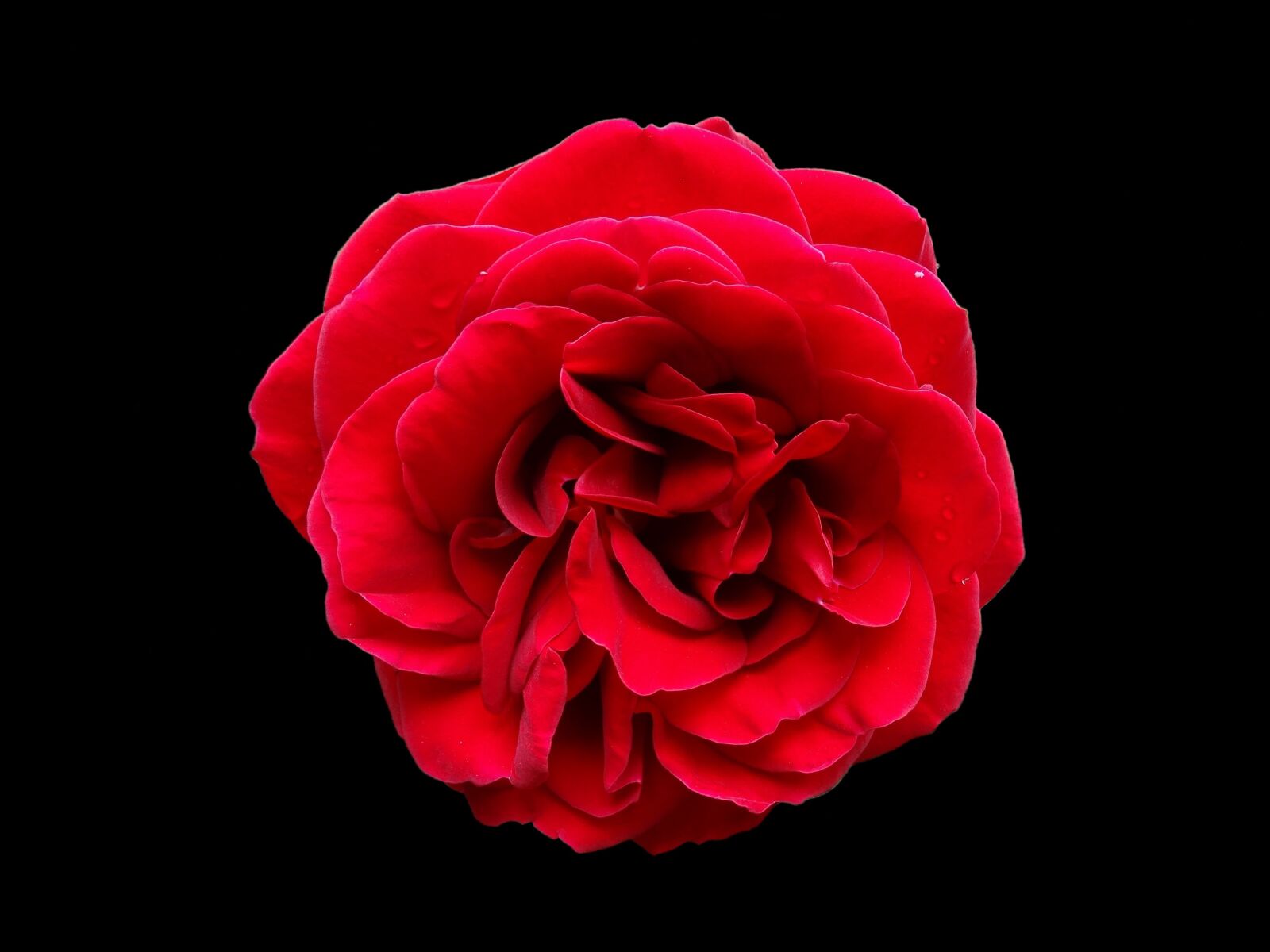 Sony Cyber-shot DSC-HX300 sample photo. Rose, red, flower photography