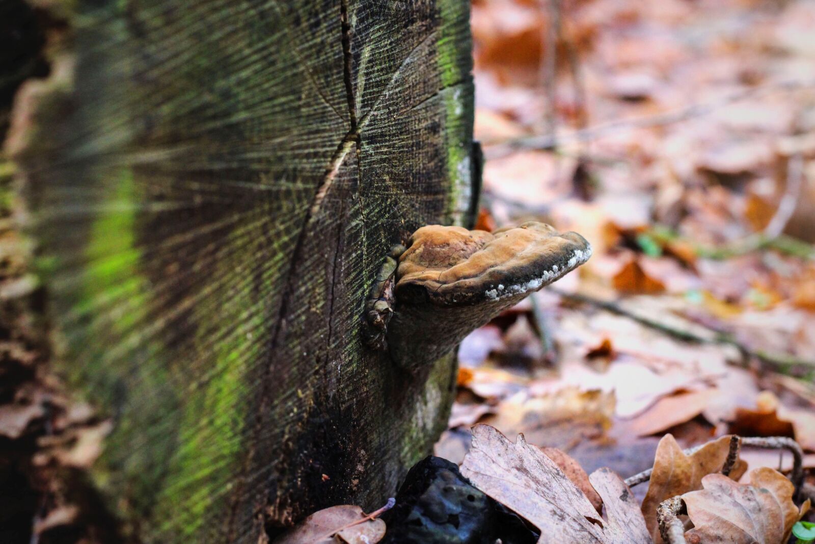 Canon EF 50mm F1.8 STM sample photo. Mushroom, log, moss photography