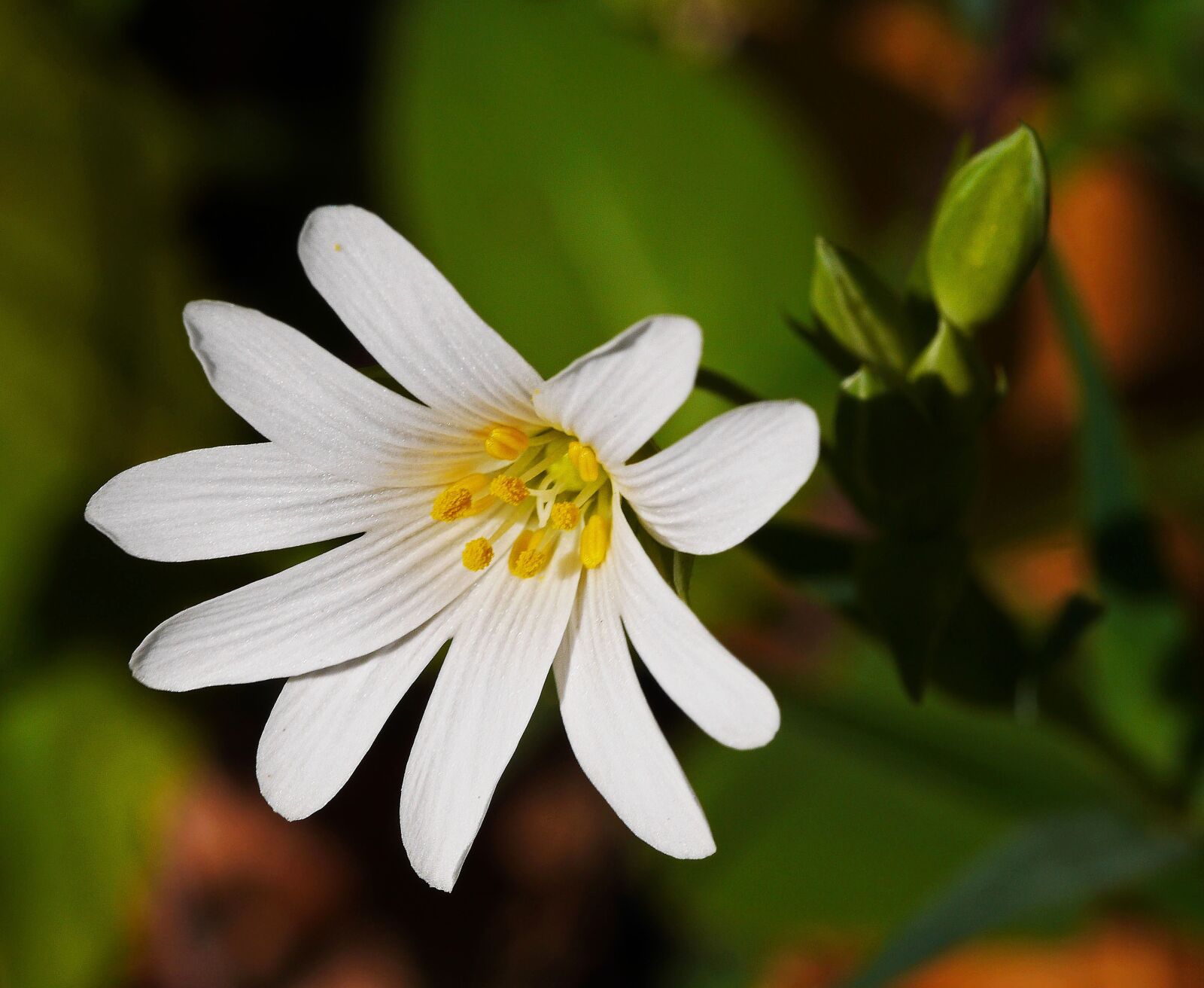 Panasonic Lumix DMC-GH3 sample photo. Forest perennial, blossom, bloom photography