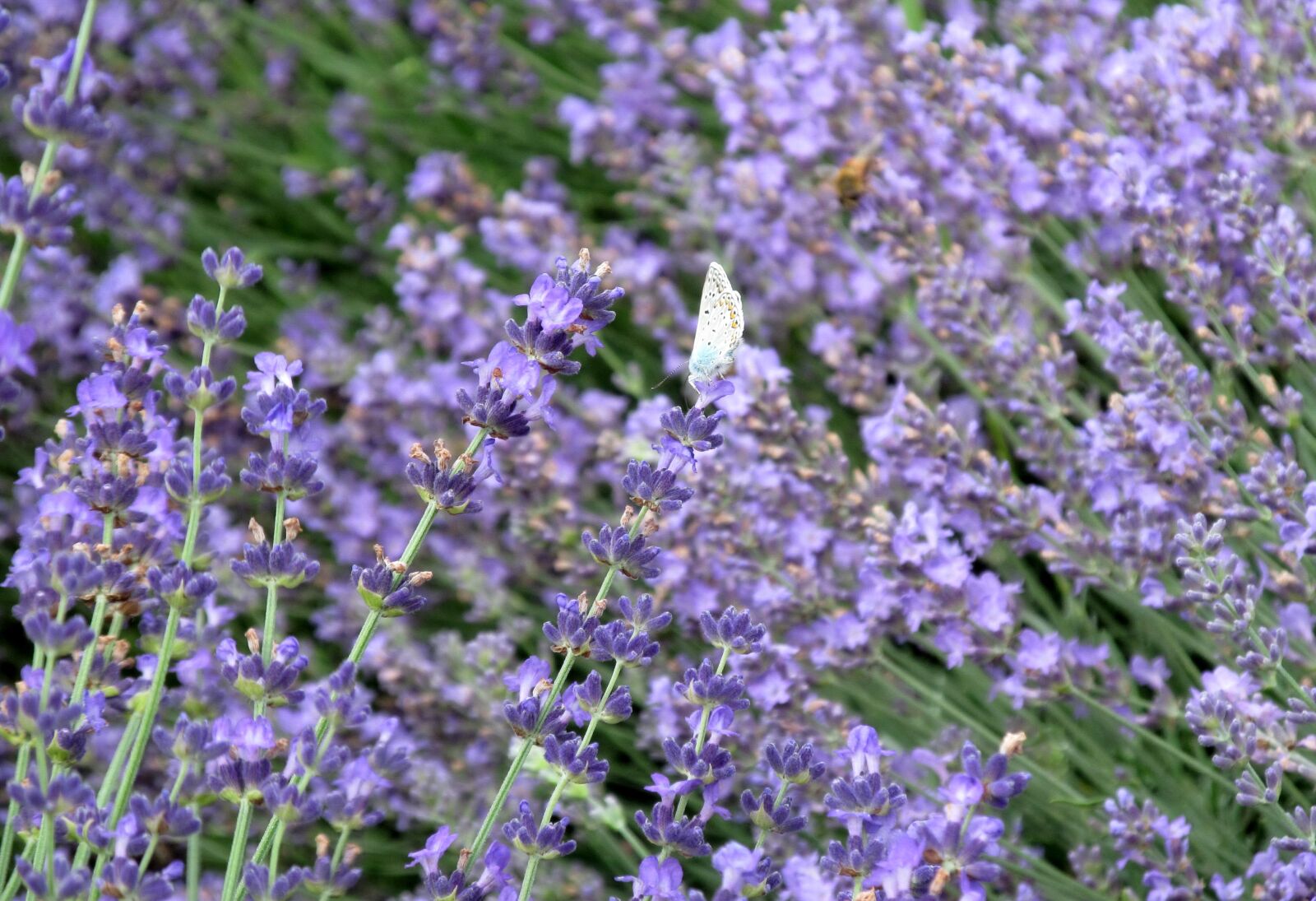Canon PowerShot SX150 IS sample photo. Lavender, butterfly, nature photography