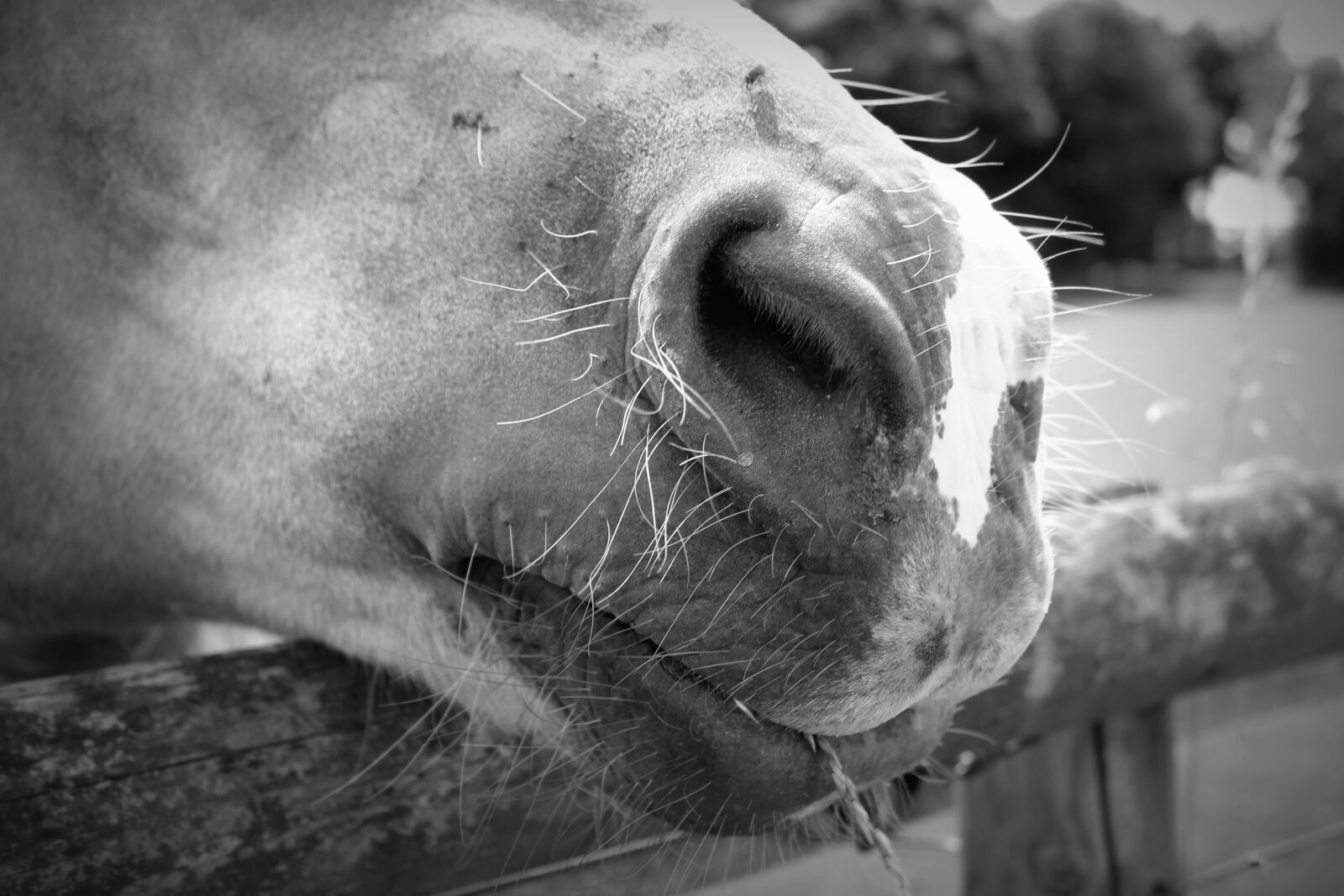 Canon EOS 600D (Rebel EOS T3i / EOS Kiss X5) sample photo. Black, and, white, close photography