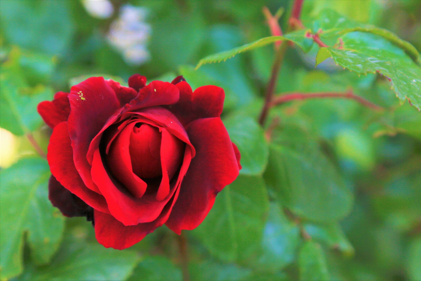 Canon EF 24-105mm F4L IS USM sample photo. Rose, spring, nature photography