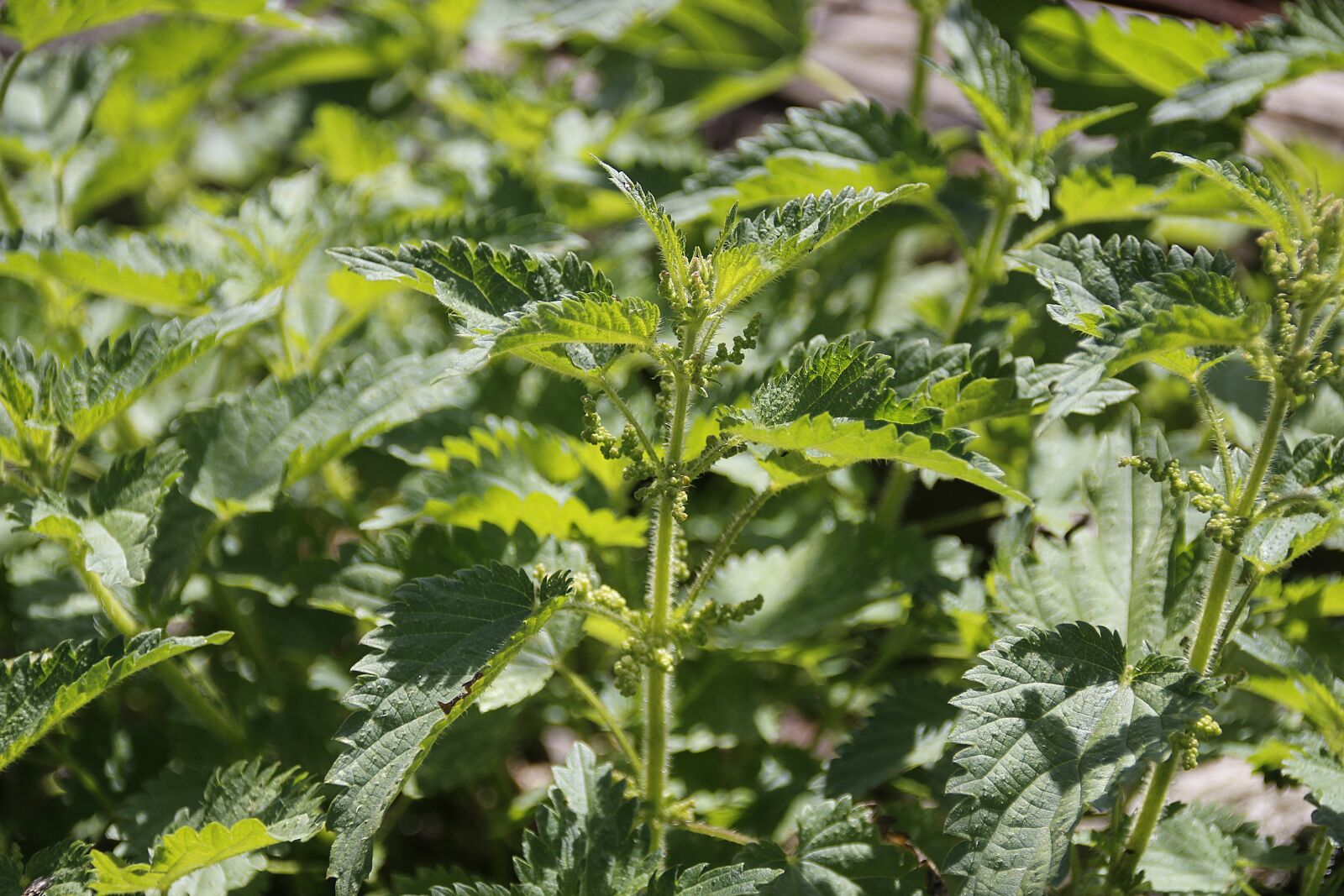 Canon EOS 700D (EOS Rebel T5i / EOS Kiss X7i) sample photo. Stinging nettle, plant, green photography