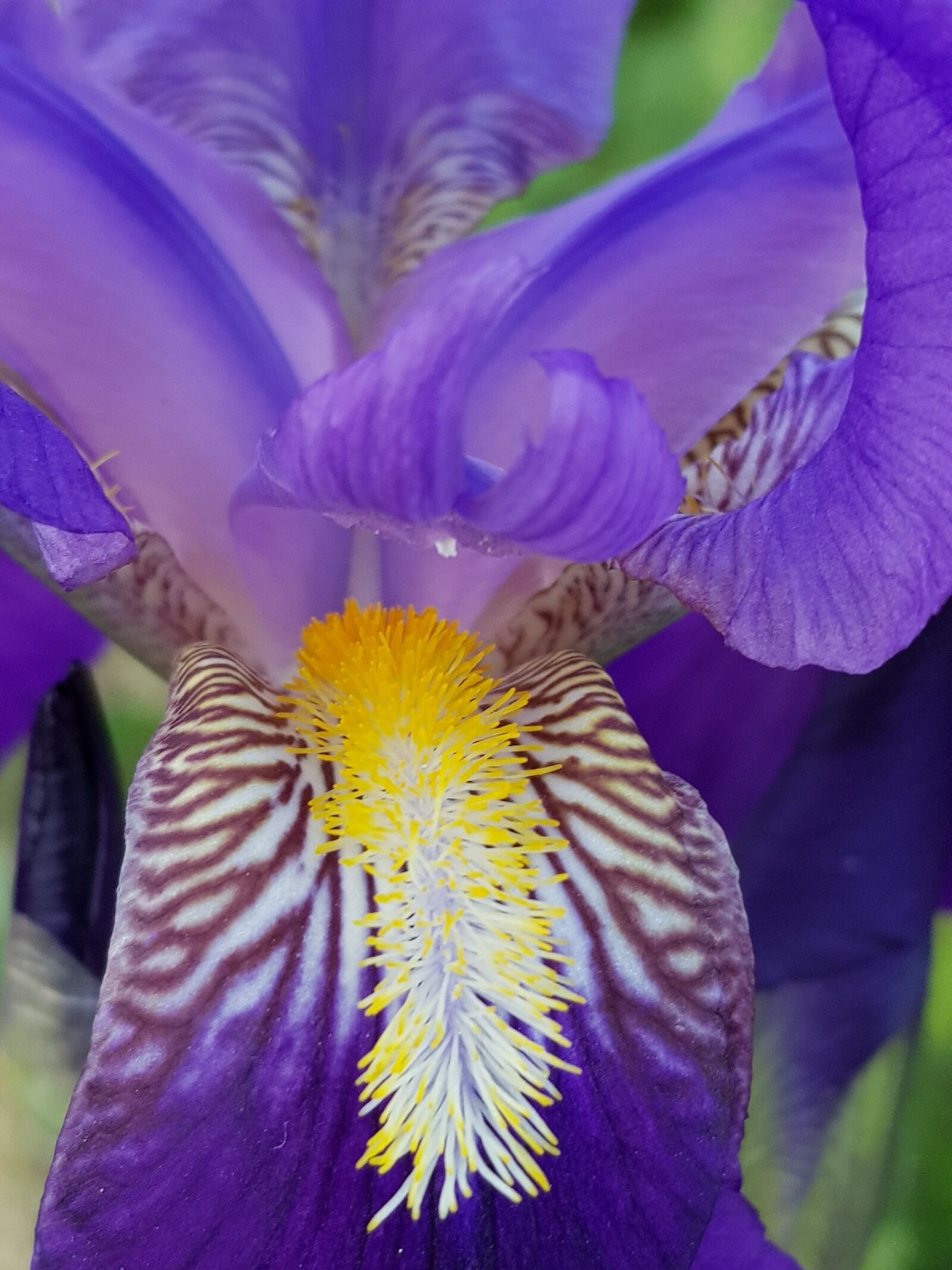 Samsung Galaxy S8+ sample photo. Flower, nature, spring photography
