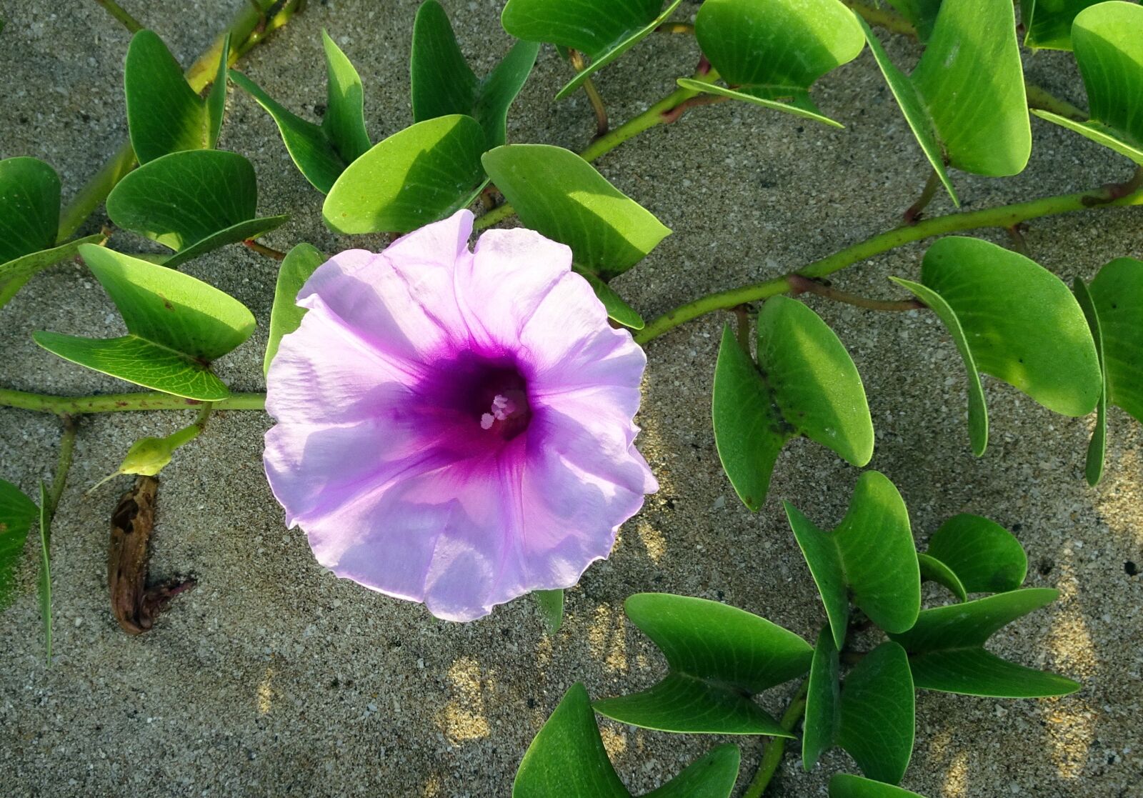 Sony Cyber-shot DSC-HX90V sample photo. Flower, railroad vine, goat's photography