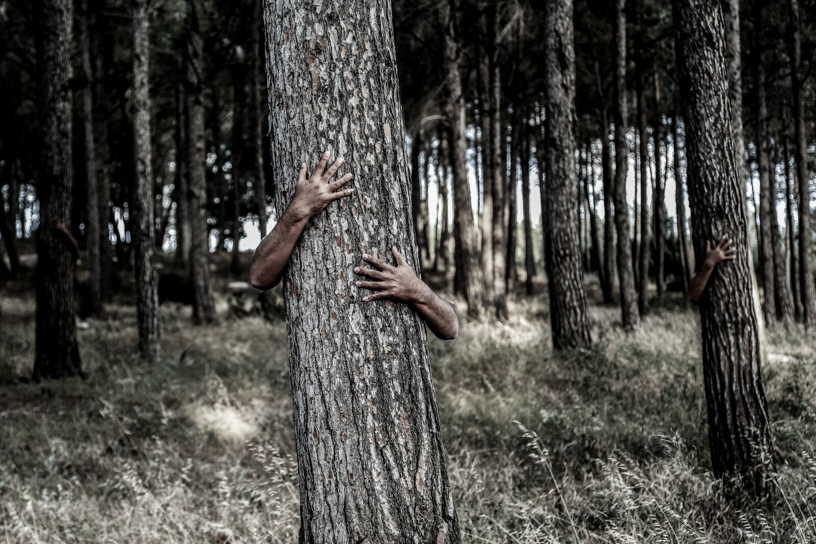 Canon EF 24-105mm F4L IS USM sample photo. Hiding, tree, hands photography
