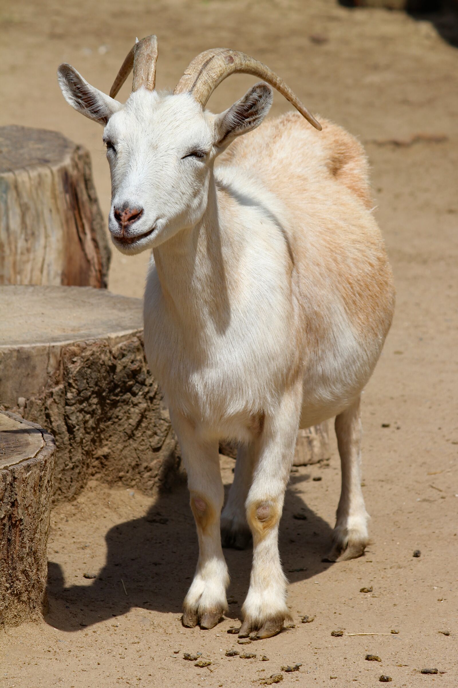 Canon EOS 550D (EOS Rebel T2i / EOS Kiss X4) sample photo. Goat, home, animal photography