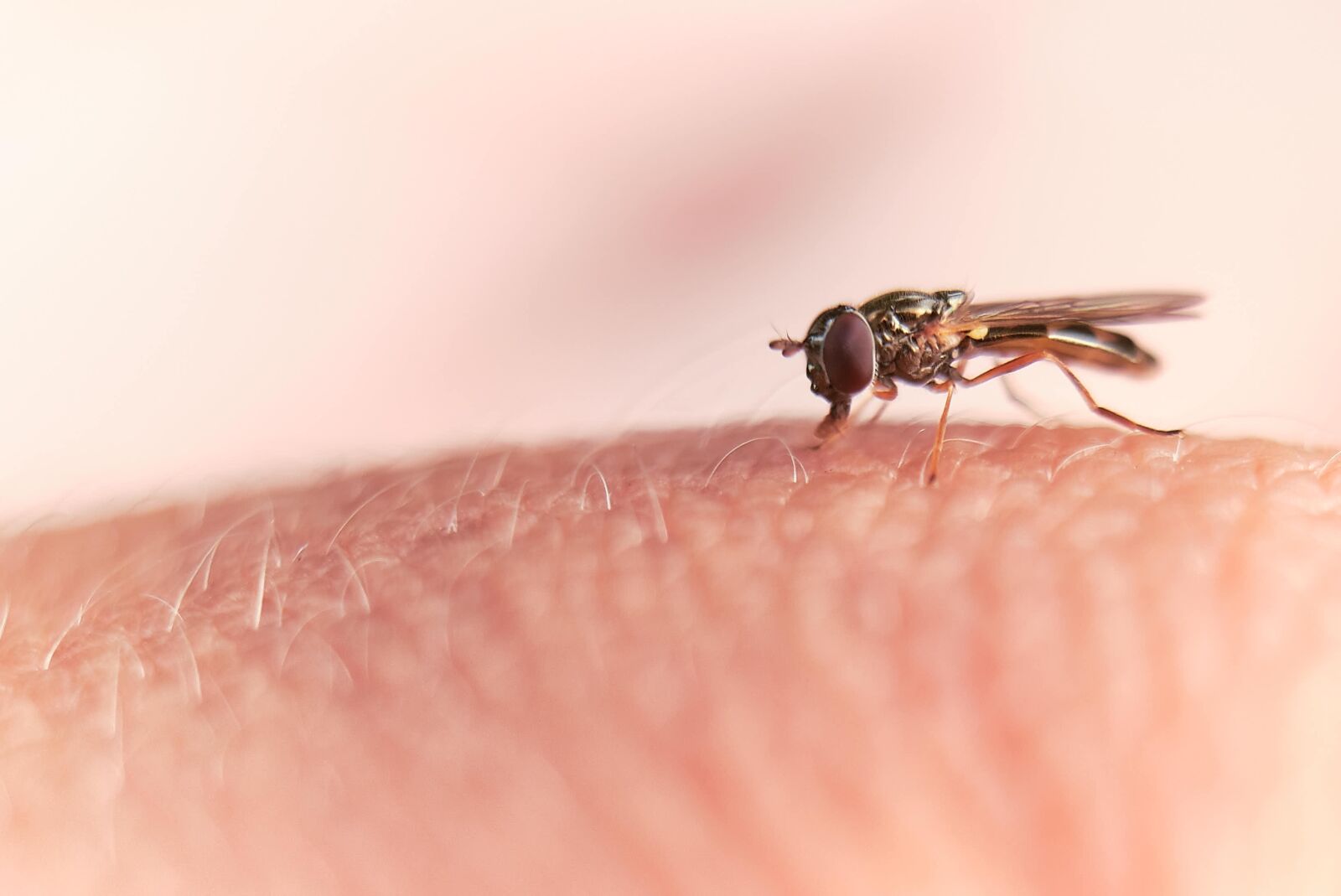 Fujifilm XF 18-55mm F2.8-4 R LM OIS sample photo. Fly, close up, insect photography