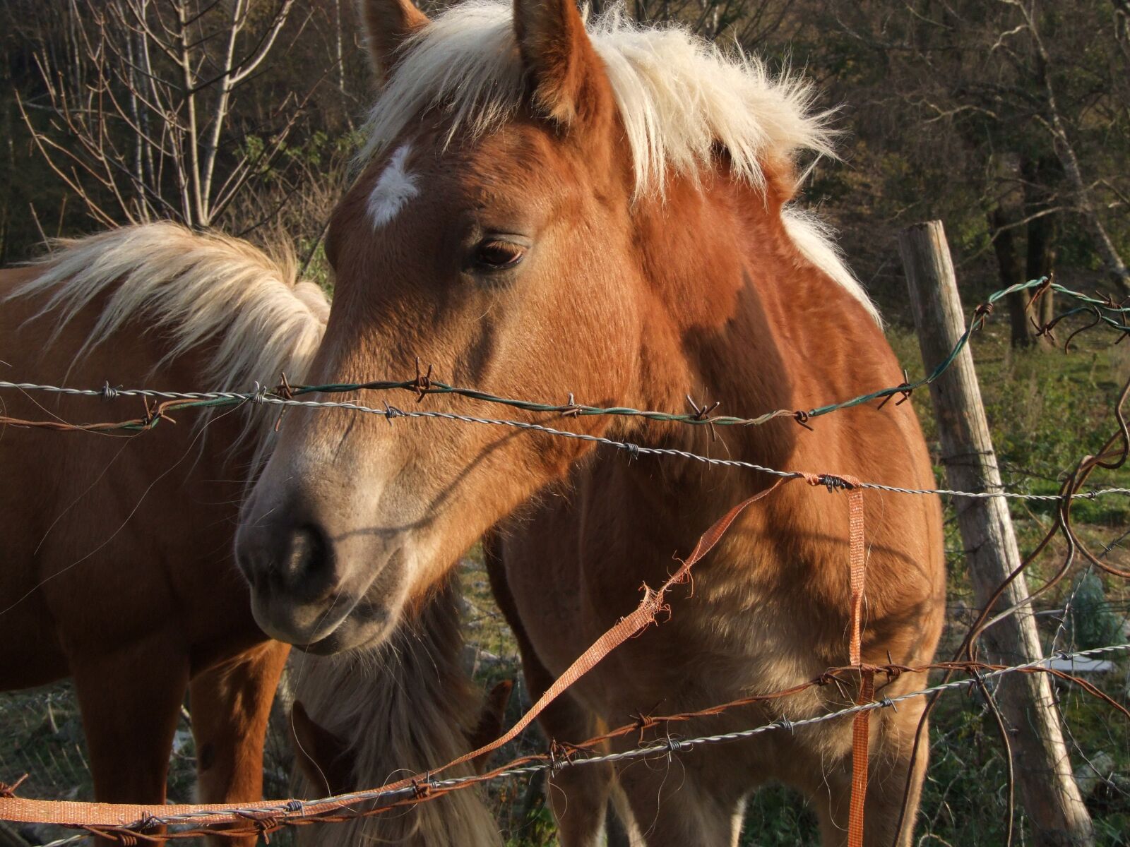 Fujifilm FinePix S9600 sample photo. Animals, horse, horses photography