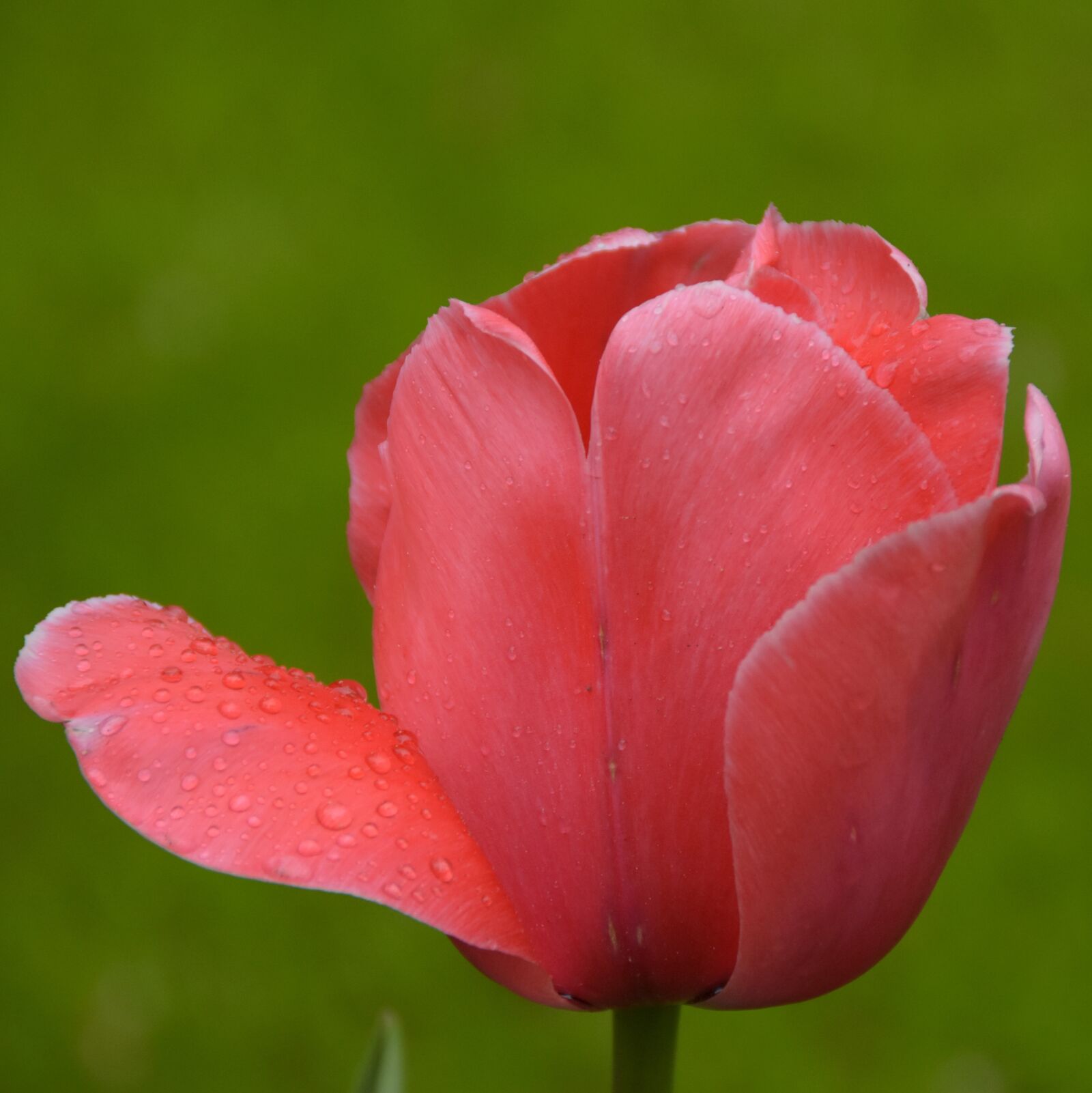 Nikon D7200 sample photo. Tulip, keukenhof, holland photography