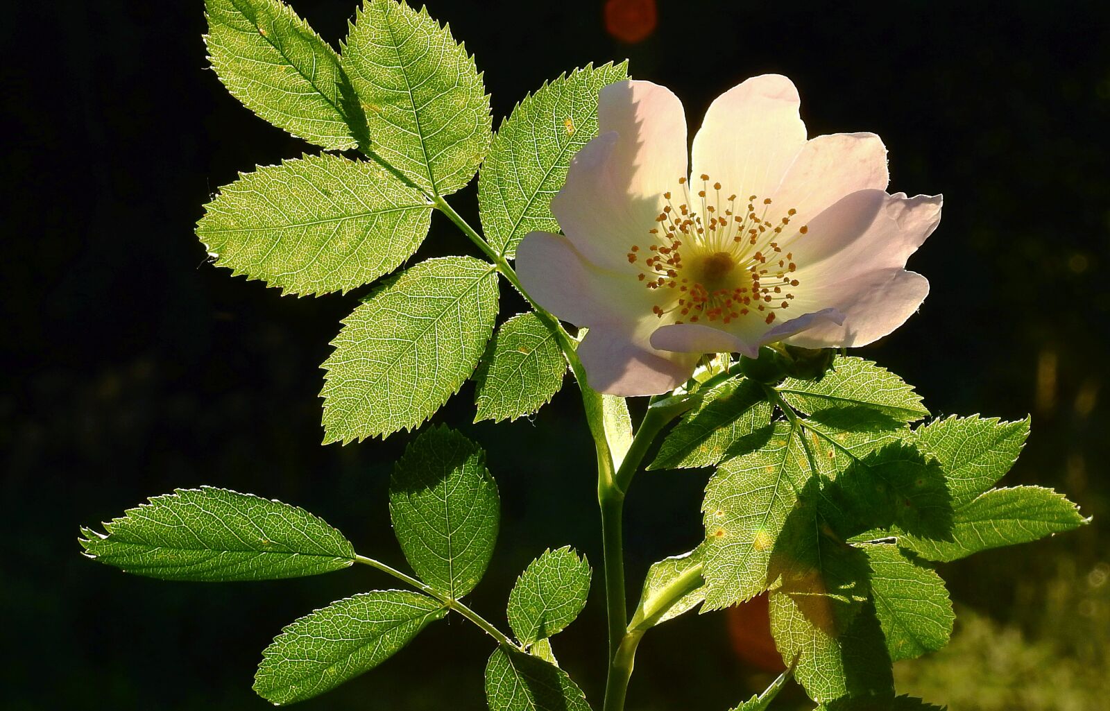 Nikon Coolpix P900 sample photo. Wild rose, light, foliage photography