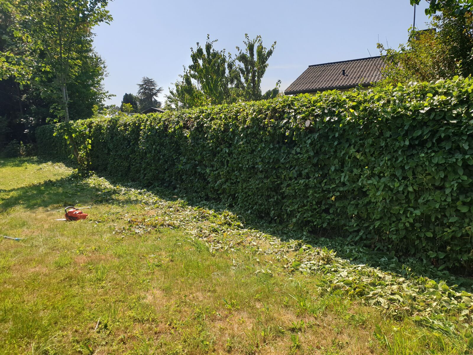 Samsung Galaxy Note9 sample photo. Nyklippet, green, hedge photography