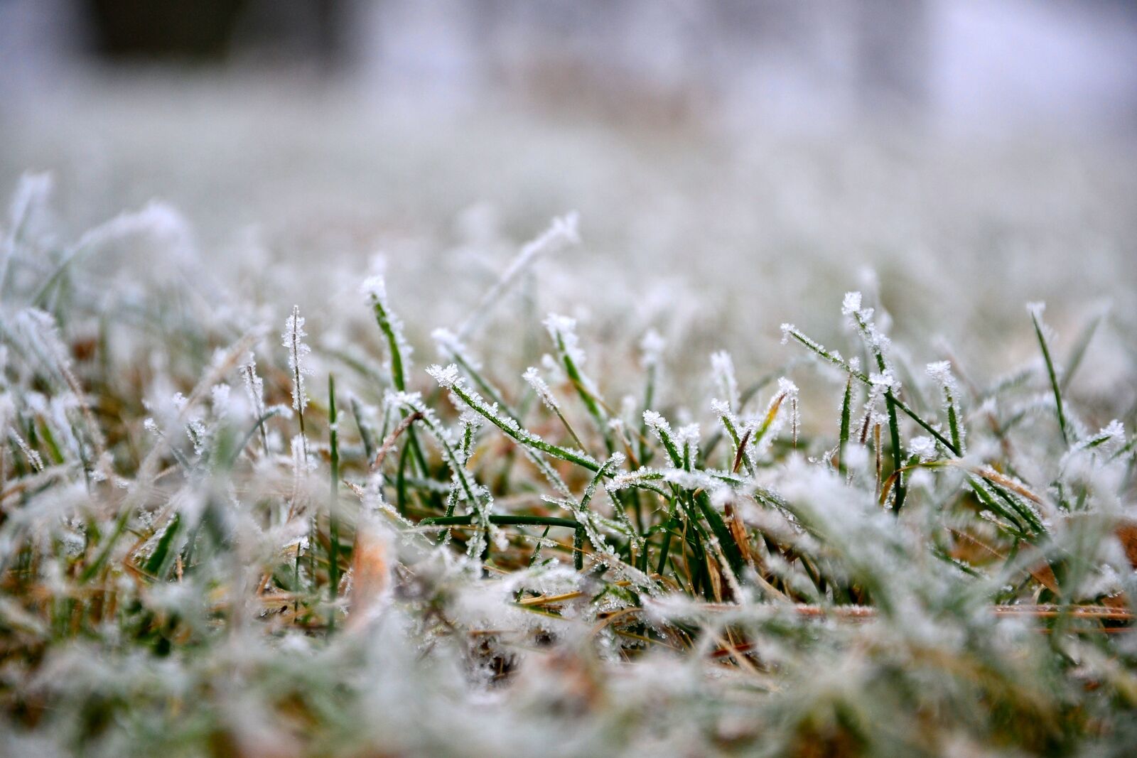 Nikon D3100 sample photo. Grass, lawn, winter photography