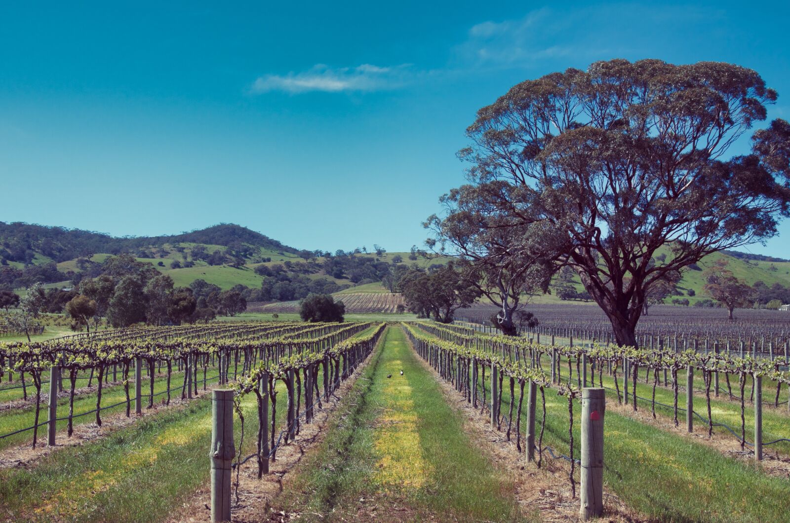 Pentax K-5 sample photo. Vineyard, vines, grapes photography
