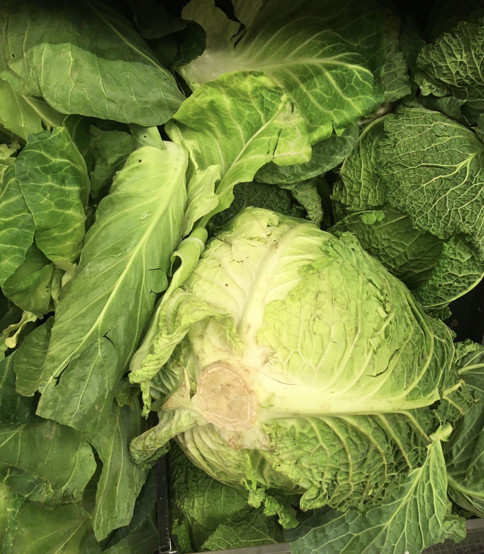 iPhone SE back camera 4.15mm f/2.2 sample photo. Lettuce, produce, green photography