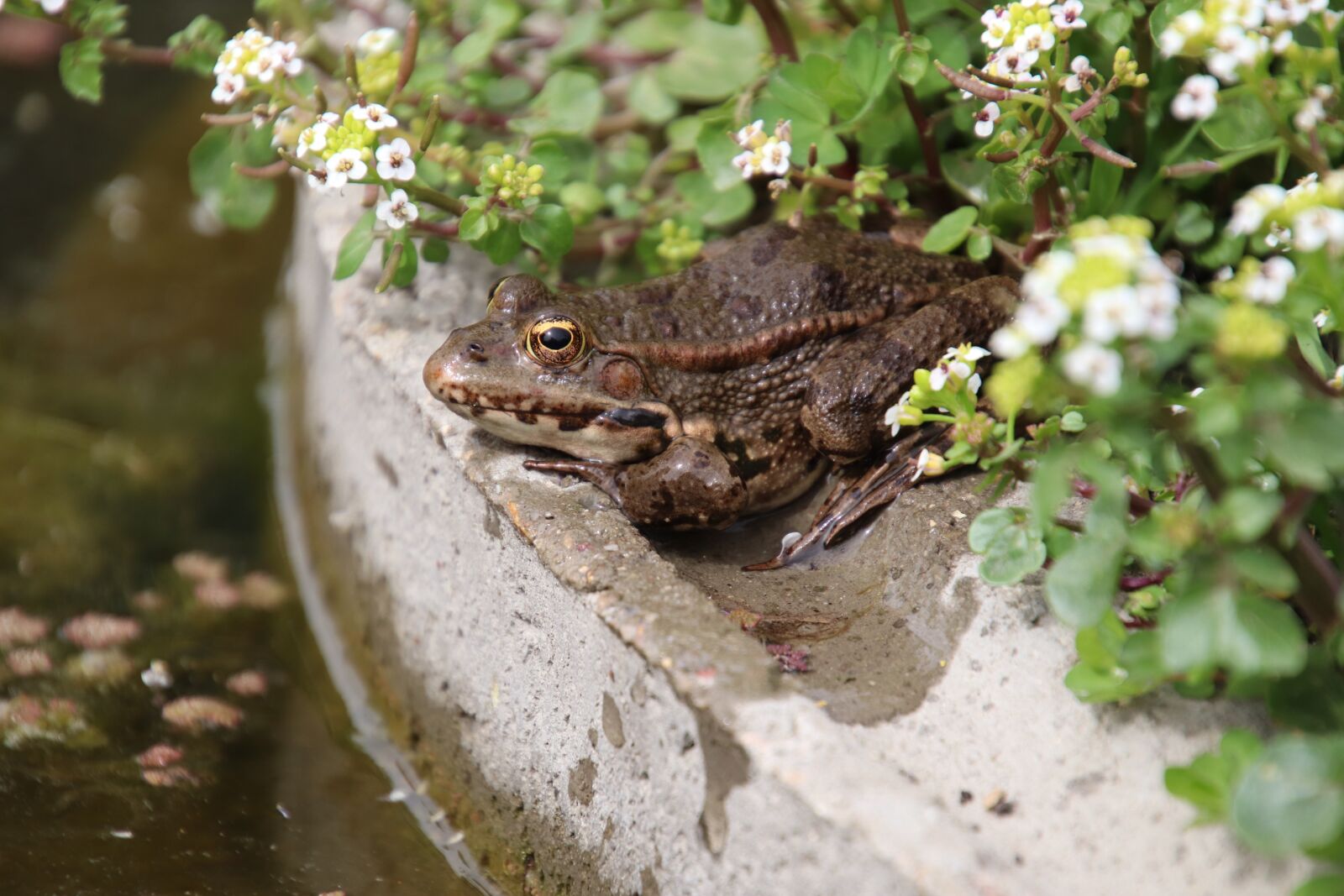 Canon EOS 800D (EOS Rebel T7i / EOS Kiss X9i) sample photo. Frogs, amphibians, white flowers photography