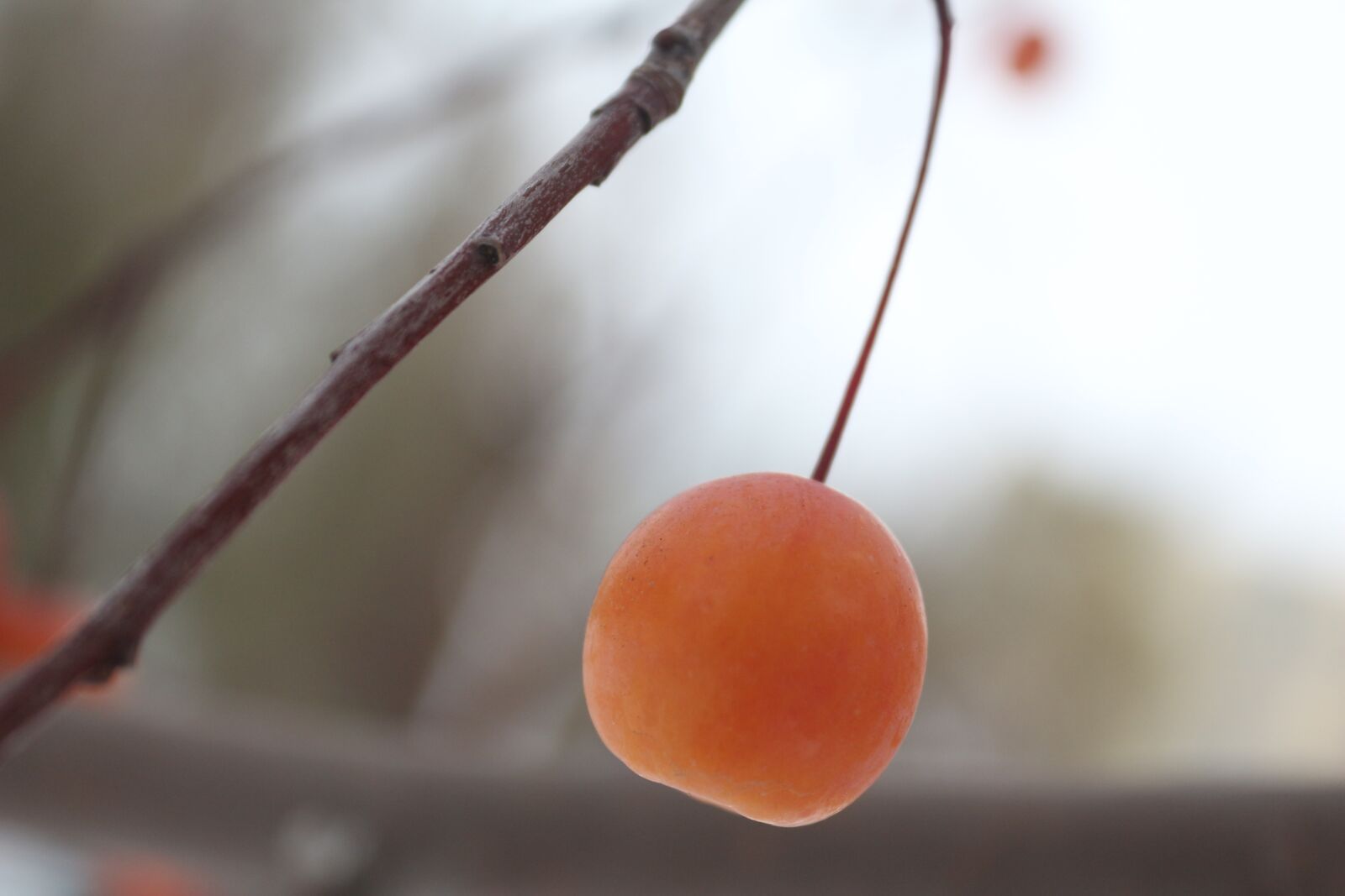 Canon EOS 650D (EOS Rebel T4i / EOS Kiss X6i) sample photo. Winter, red fruits, contrast photography