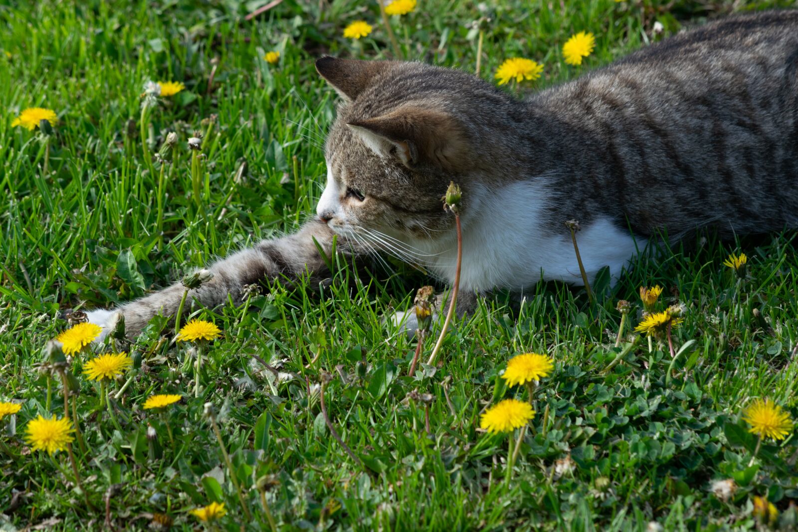 Nikon D3300 sample photo. Kitten, cat, cute photography