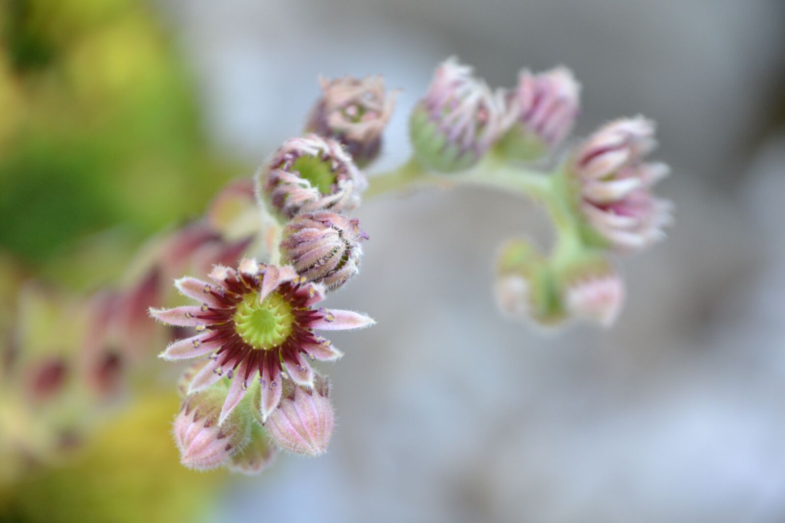 Nikon D3100 sample photo. Blossom, bloom, houseleek photography