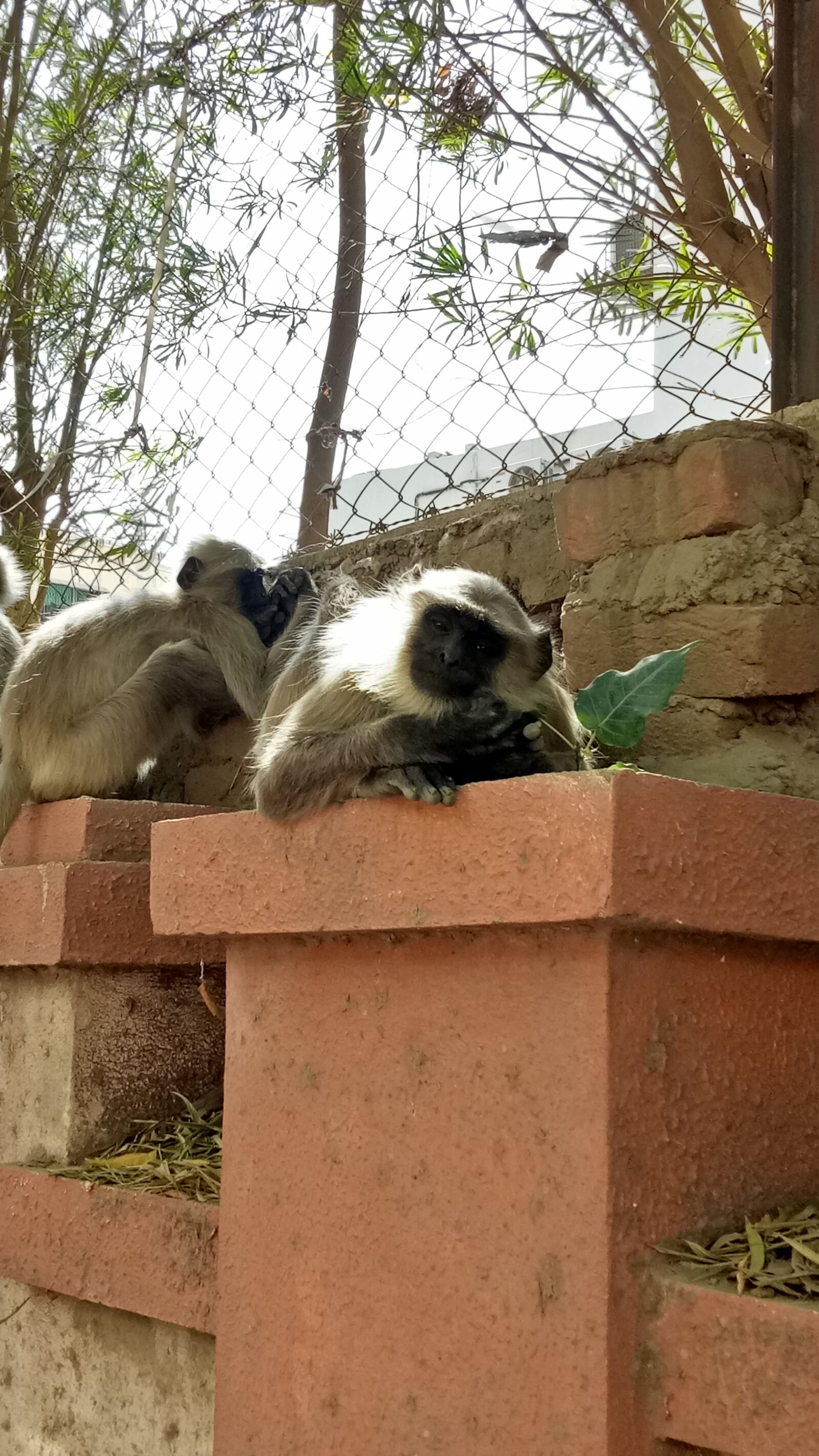 OPPO A1601 sample photo. City, monkey, sleeping photography