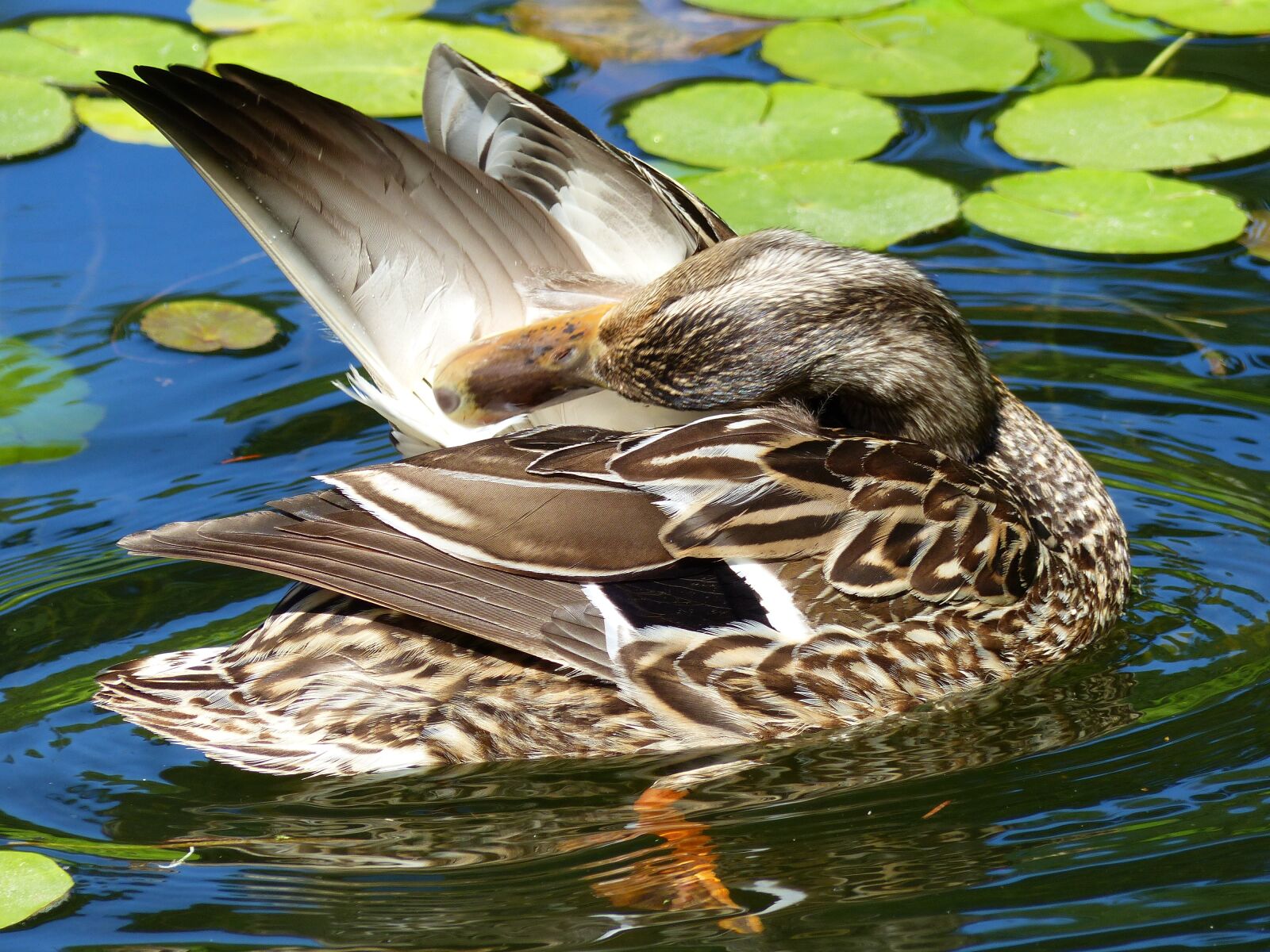 Panasonic Lumix DMC-FZ200 sample photo. Duck, water, bird photography