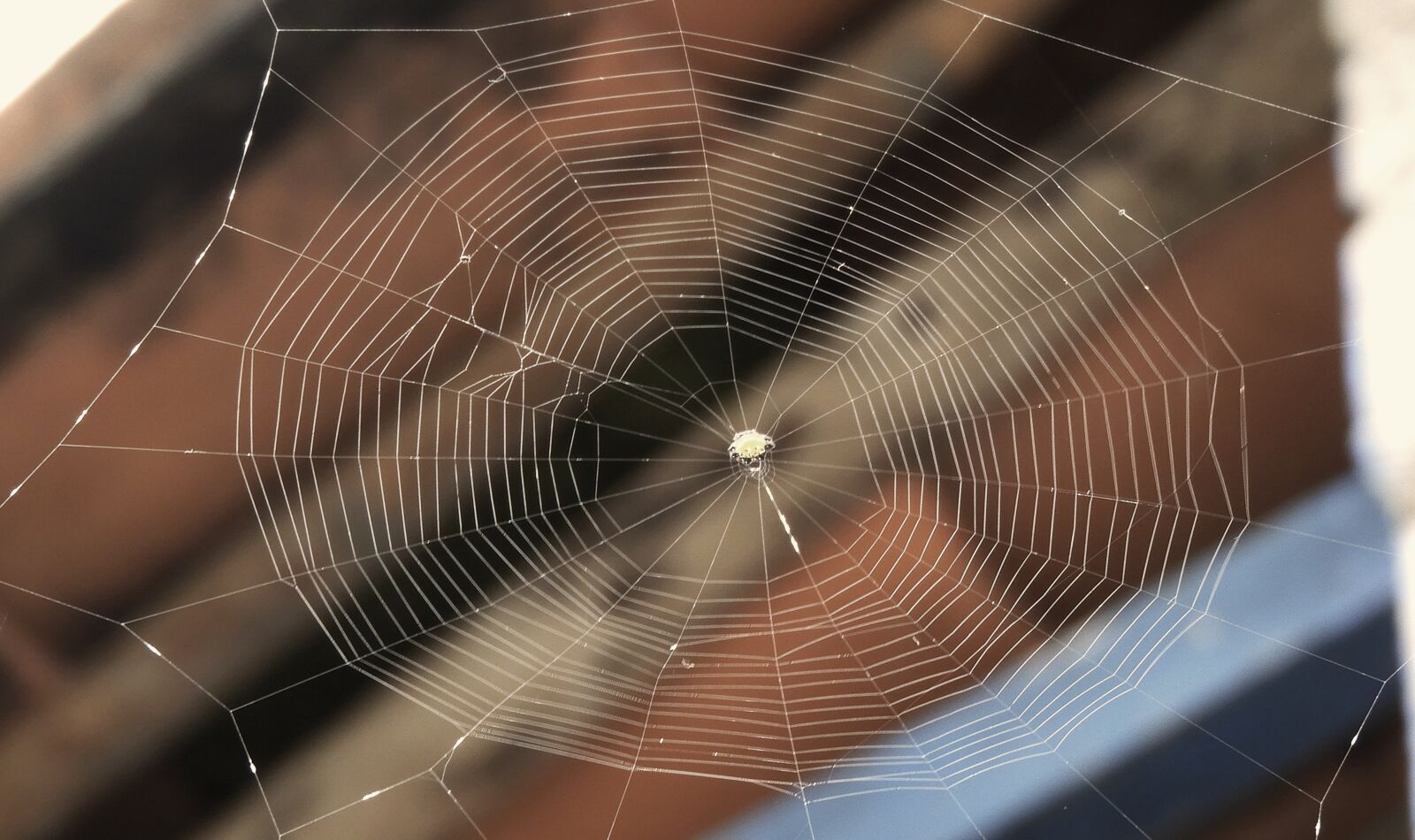 Nikon Coolpix B700 sample photo. Web, spider, insect photography