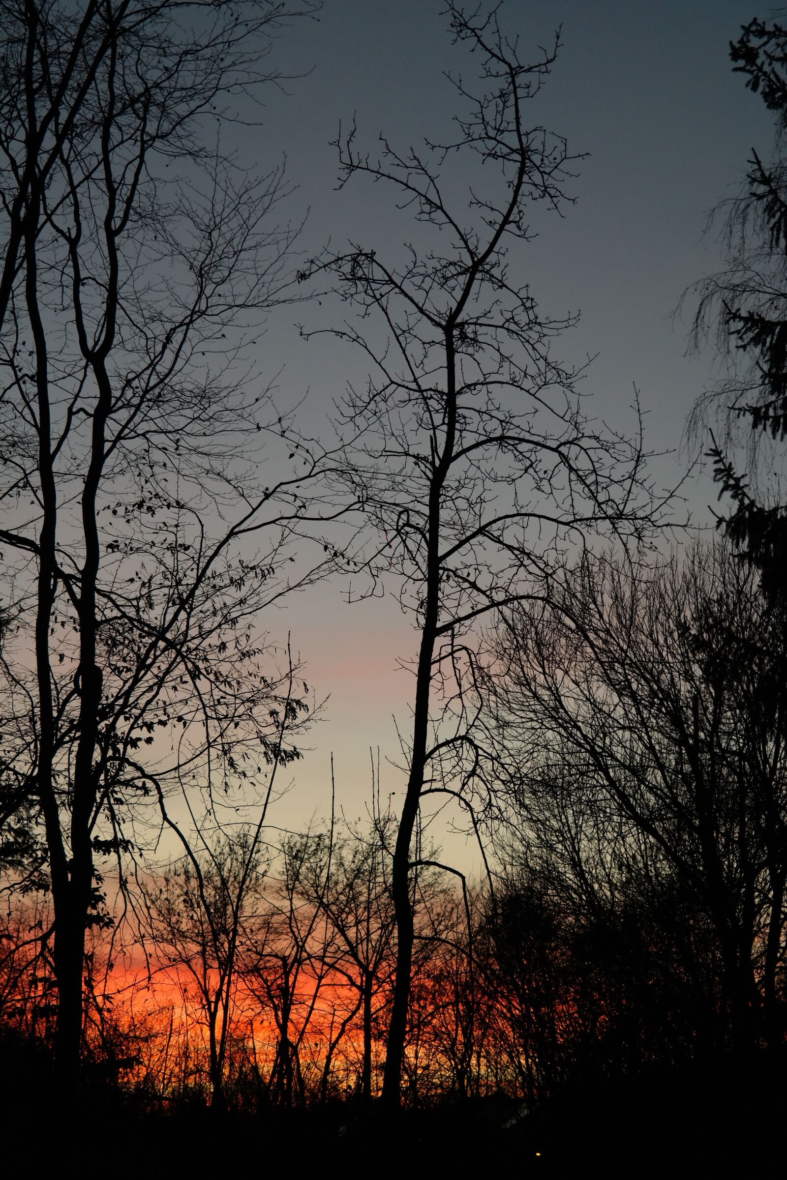 Samsung NX300 sample photo. Trees, tree trunks, sunset photography