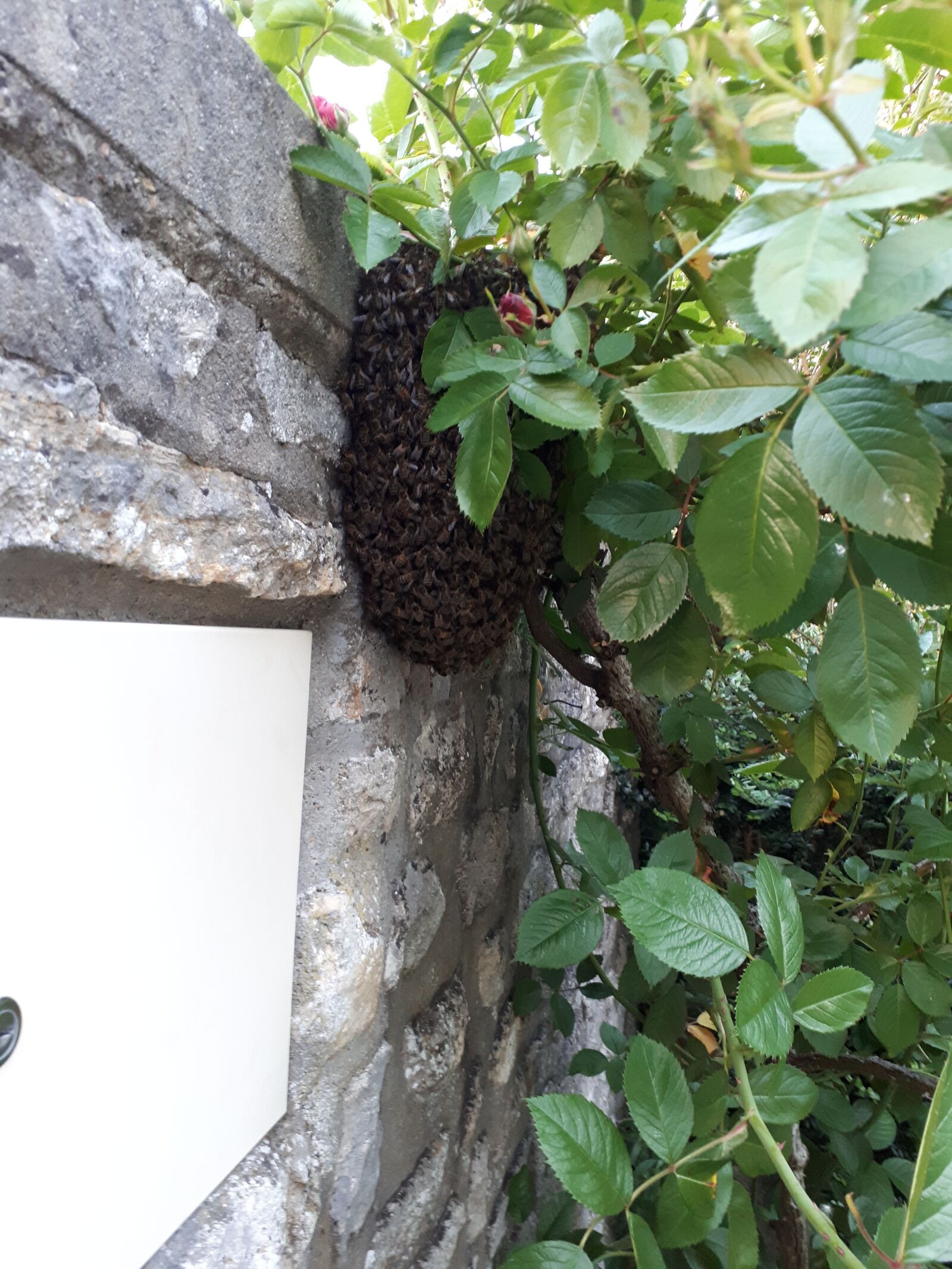 Samsung Galaxy A5(2017) sample photo. Swarm, natural, wall photography