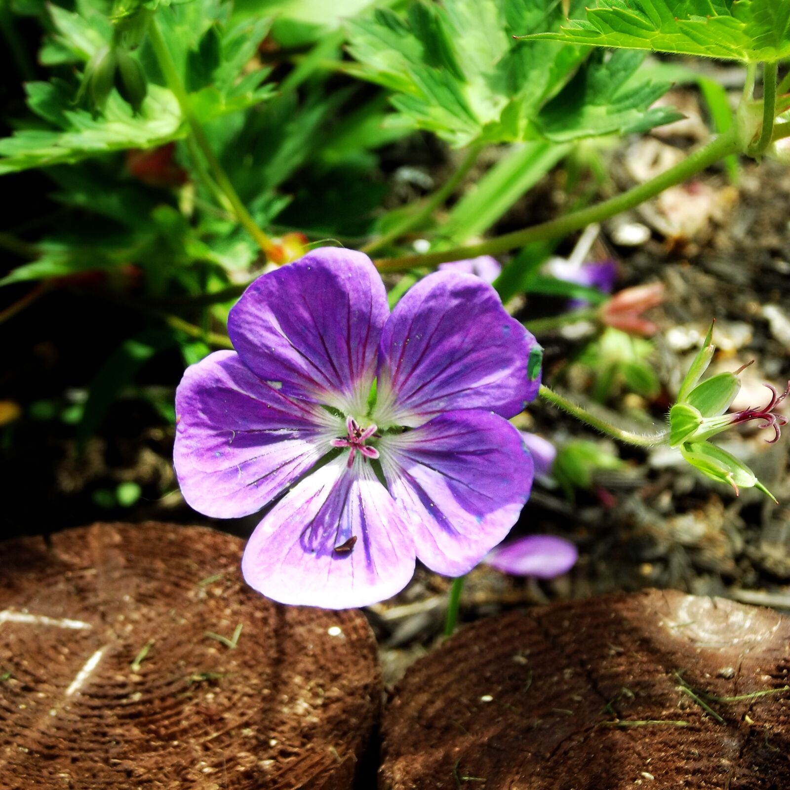 FujiFilm FinePix S2950 (FinePix S2990) sample photo. Purple, flower, bloom photography