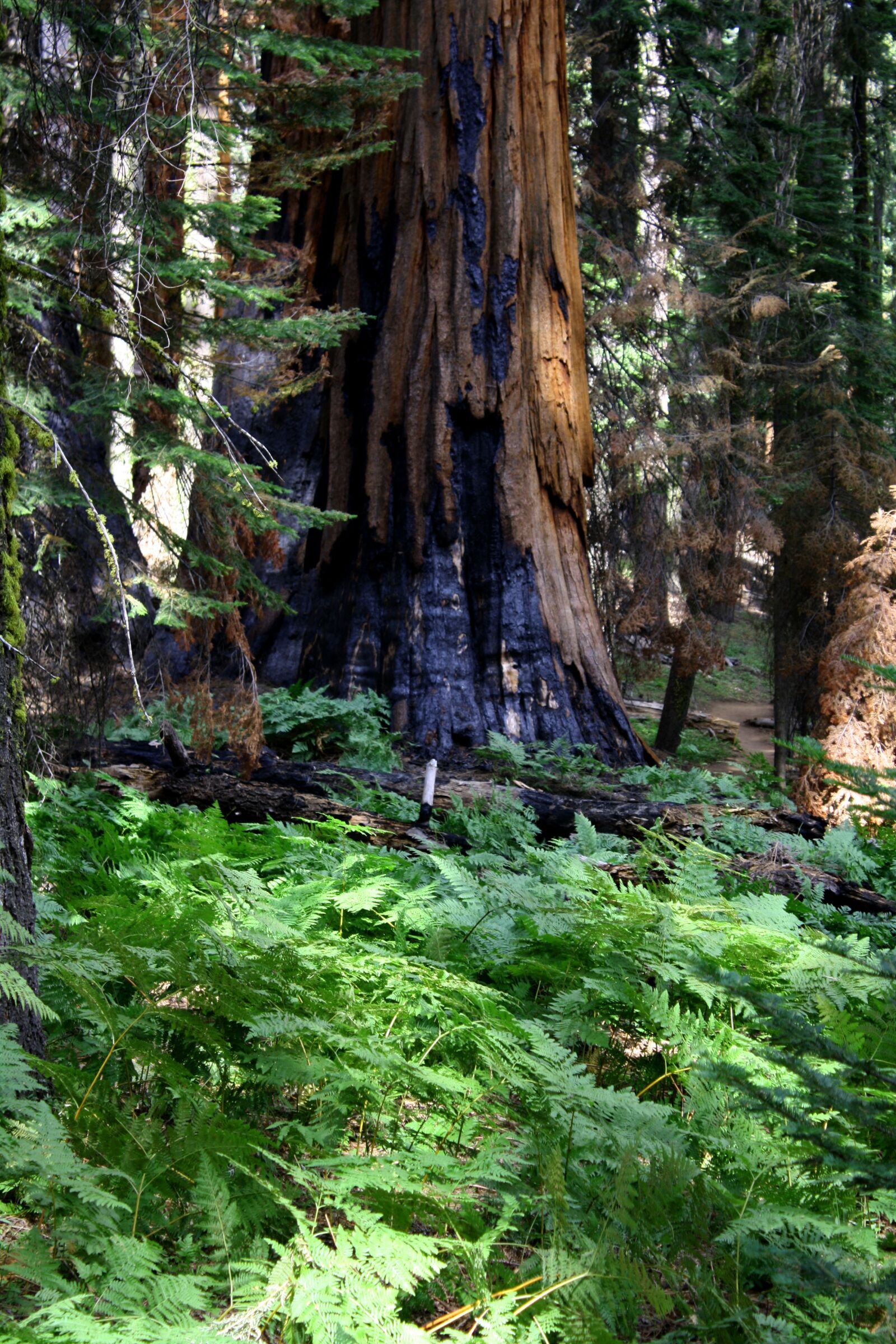 Canon EOS 1000D (EOS Digital Rebel XS / EOS Kiss F) sample photo. Redwood, burned, california photography