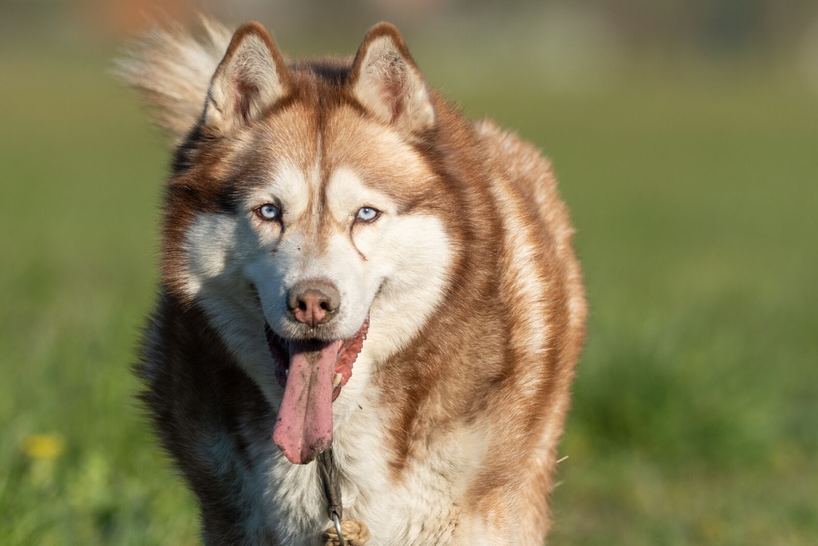 Olympus OM-D E-M5 II + M.300mm F4.0 + MC-14 sample photo. Dog, husky, nature photography