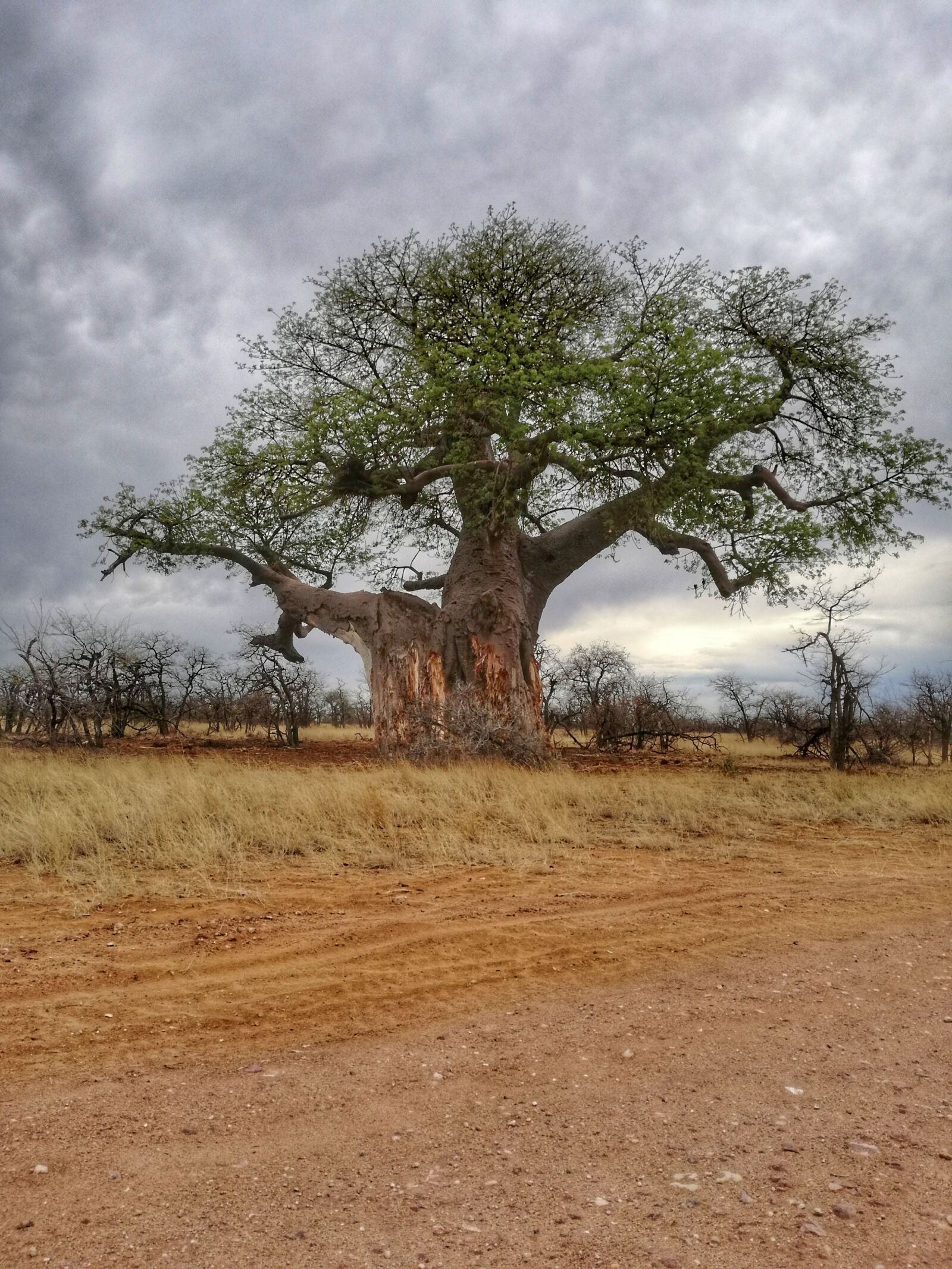 HUAWEI P9 LITE sample photo. Baobab, tree, africa photography