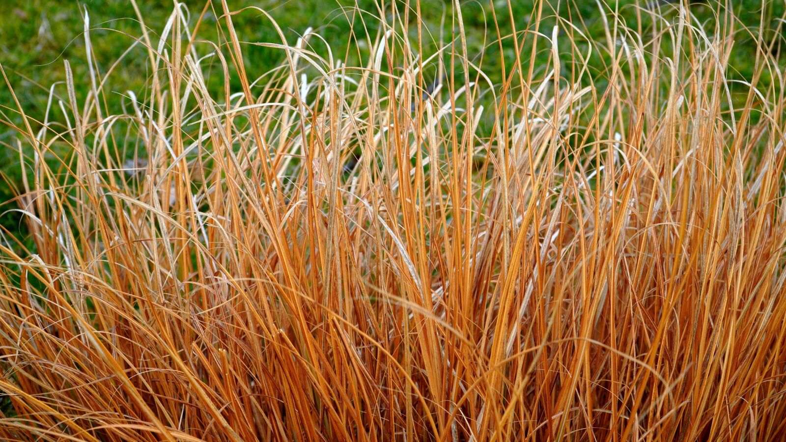 Sony E PZ 18-105mm F4 G OSS sample photo. Grass, grasses, withered photography