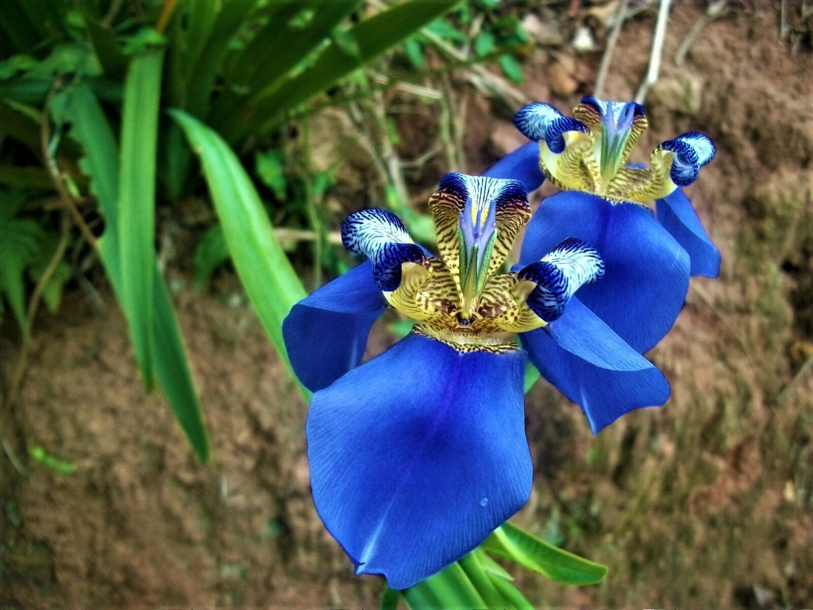 Kodak EASYSHARE C180 DIGITAL CAMERA sample photo. Blue orchid, garden plant photography