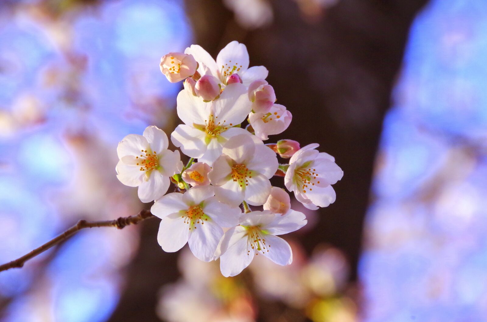Pentax K-30 sample photo. Sakura, cherry blossom viewing photography