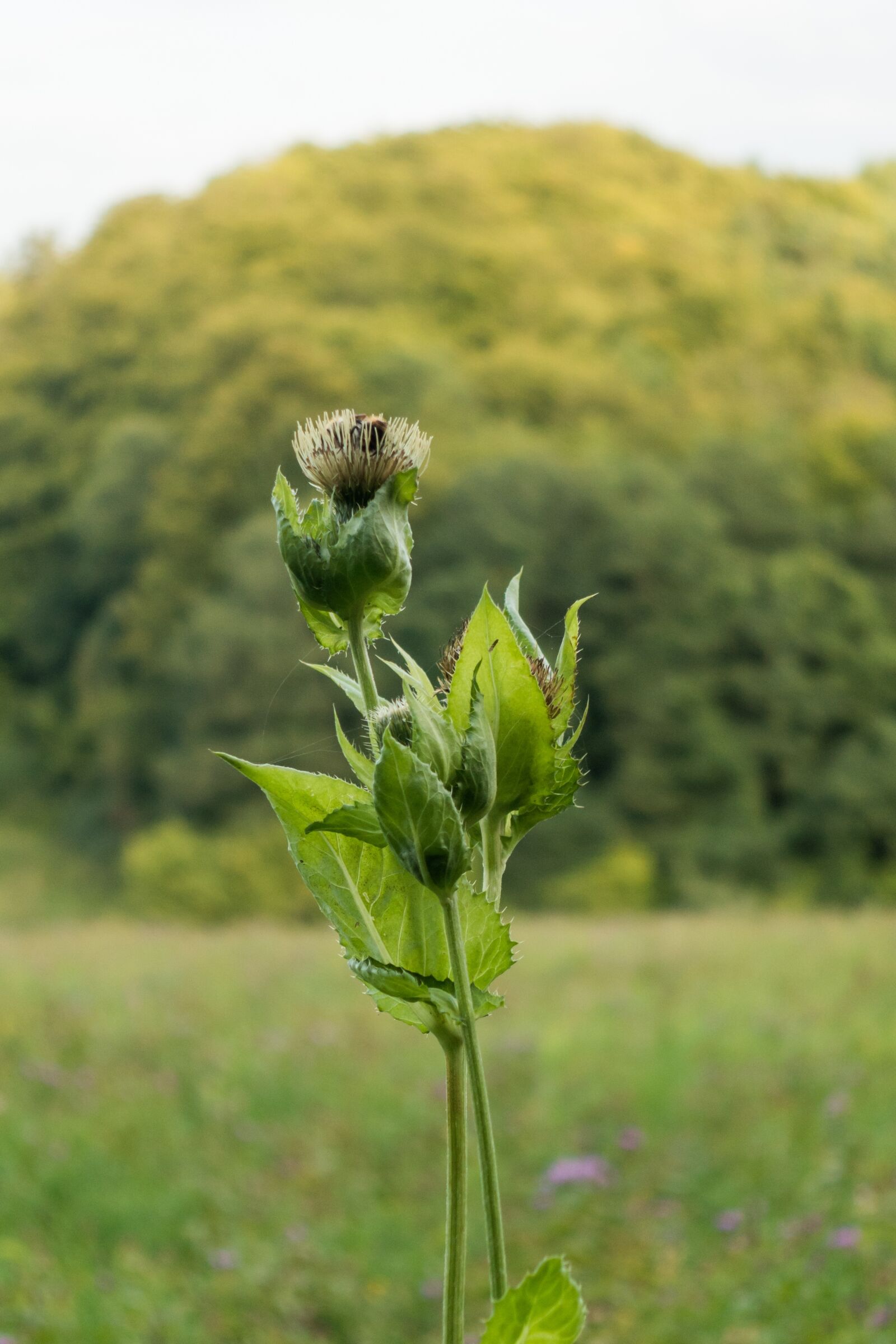 Sony Cyber-shot DSC-RX100 III sample photo. Meadow, grass, flowers photography