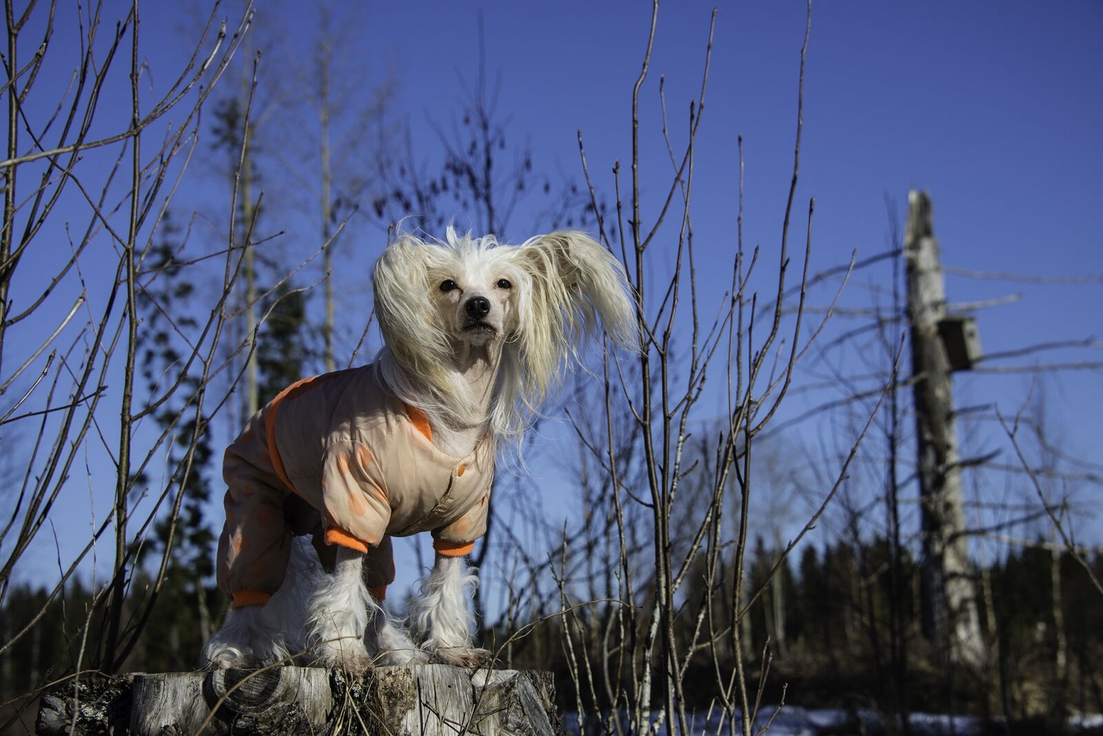 Nikon D600 sample photo. Dog, chinese crested, winter photography