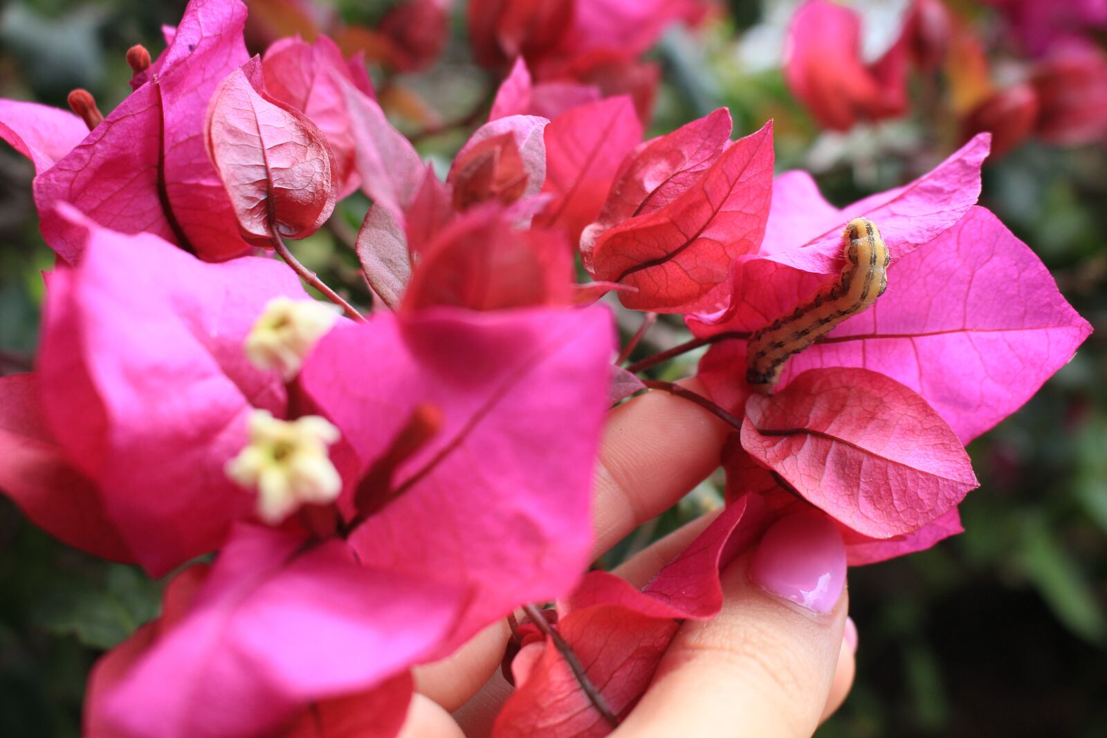 Canon EOS 700D (EOS Rebel T5i / EOS Kiss X7i) sample photo. Bougainvillea, asalia, worm photography