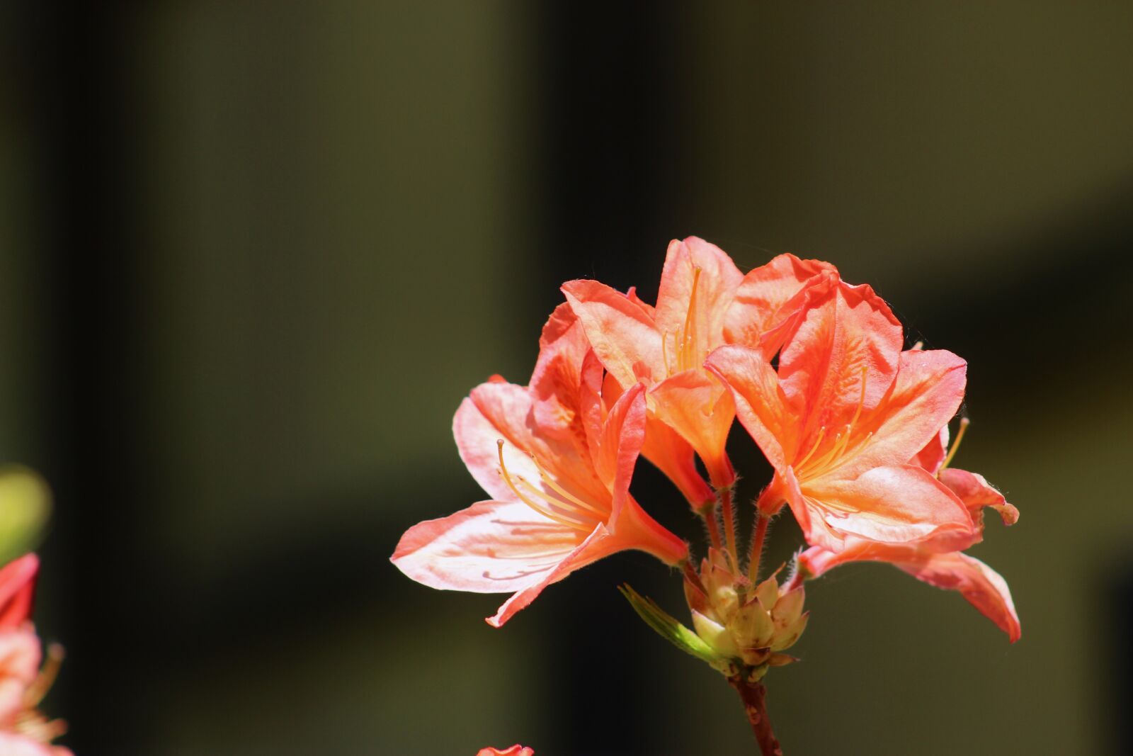 Canon EF75-300mm f/4-5.6 sample photo. Flower, garden, plant photography