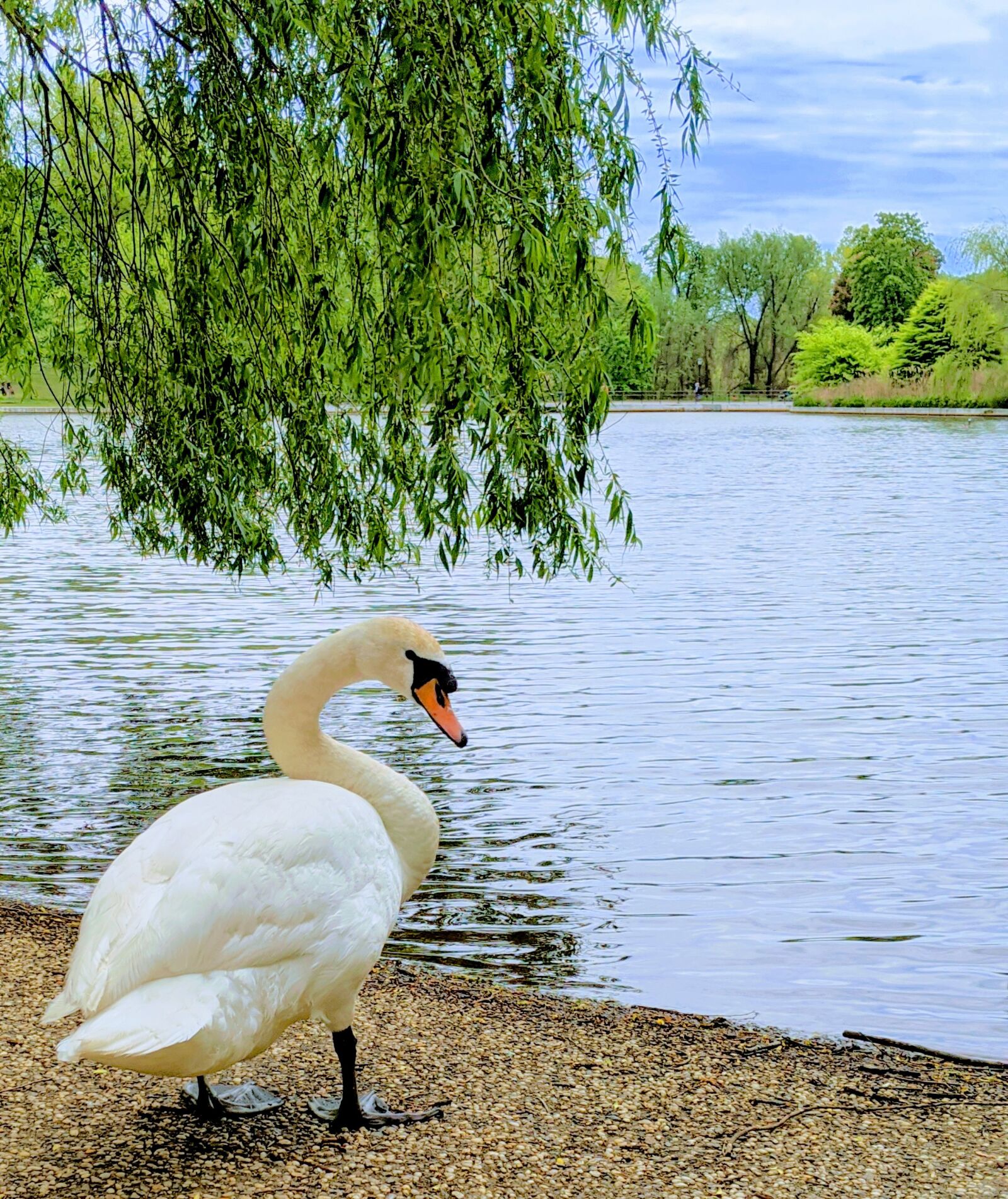Google Pixel 3 sample photo. Swan, lake, water fowl photography